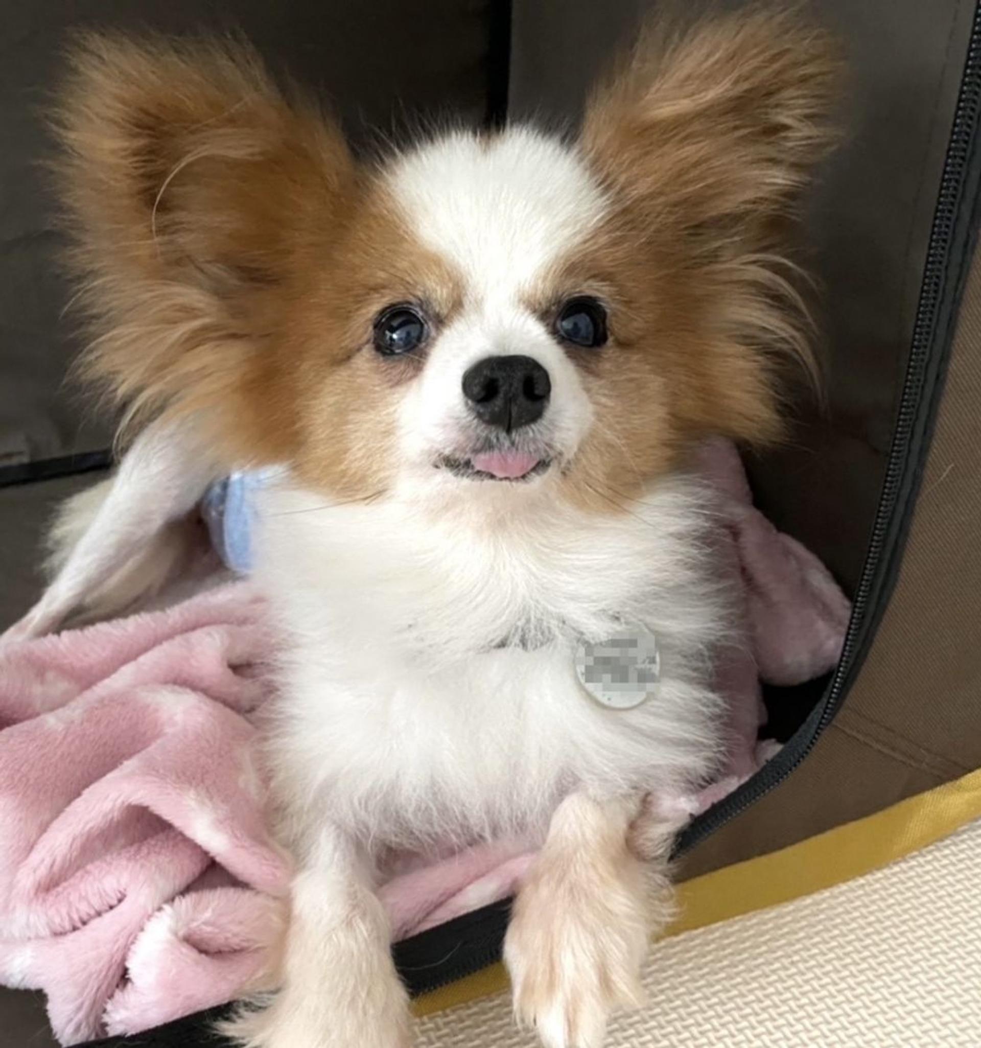 pet-image-4