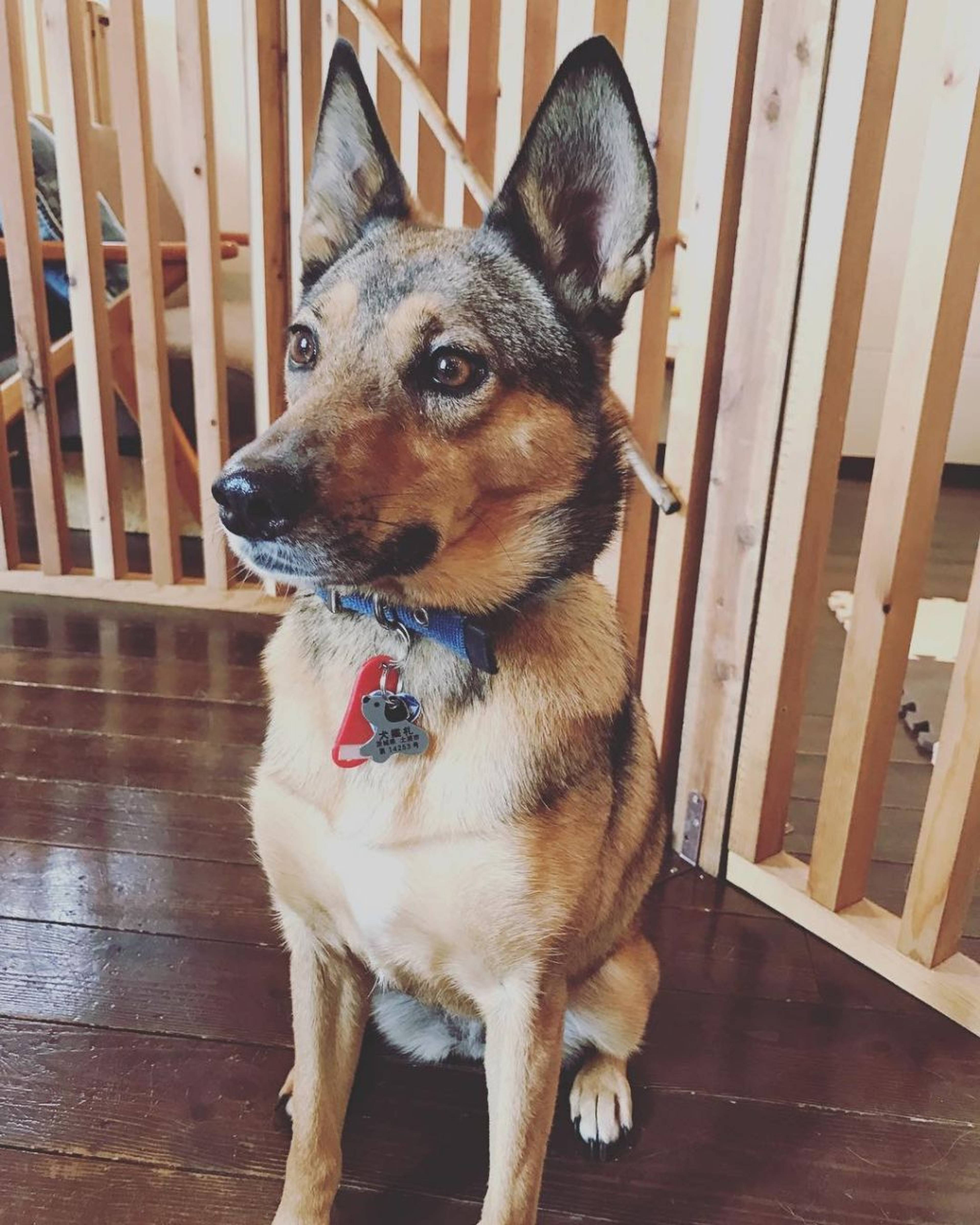 雑種（ミックス犬）・メスの里親募集の写真