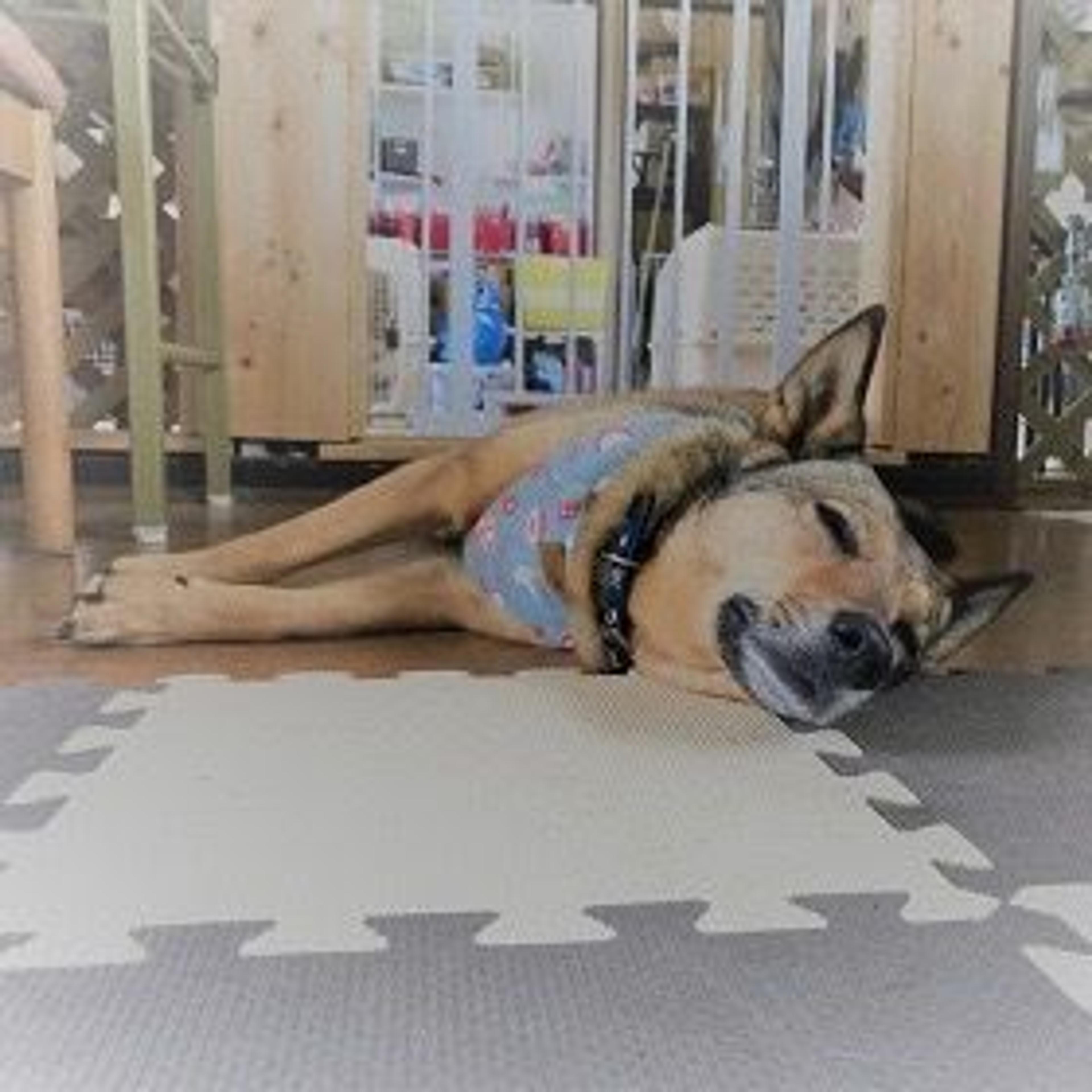 pet-image-2