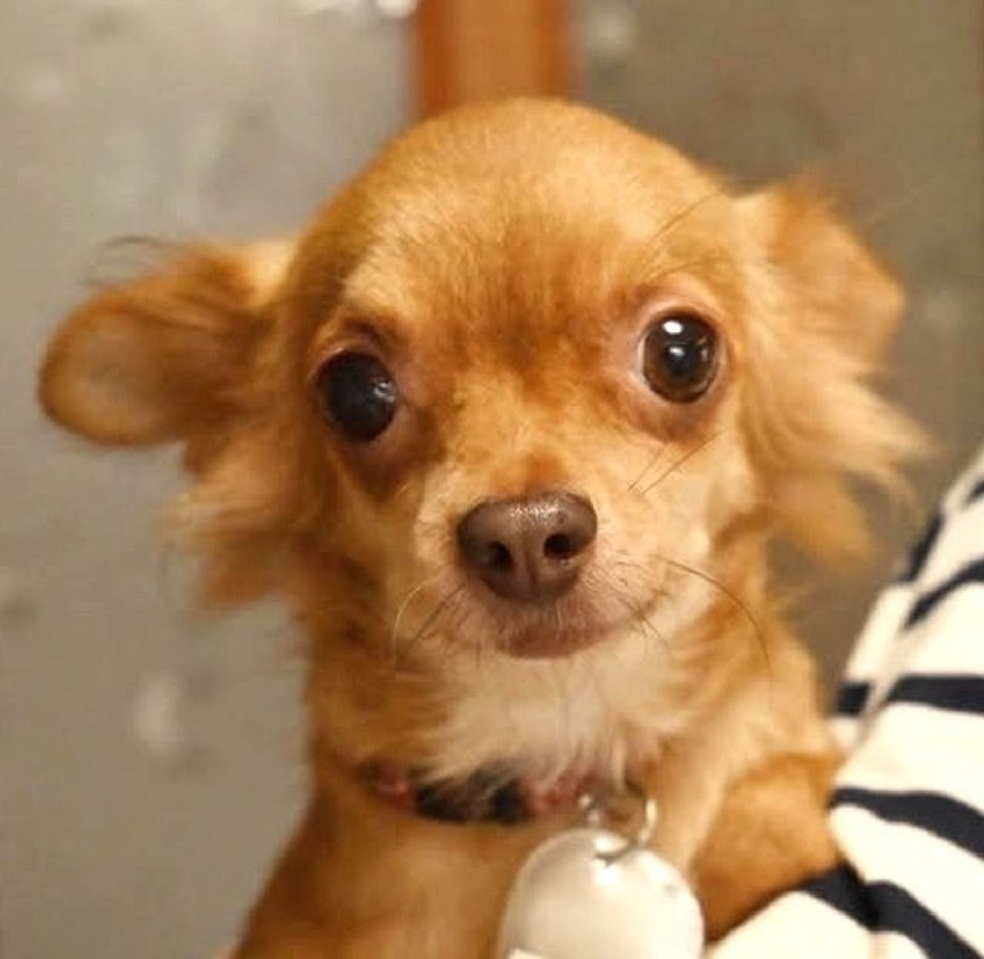雑種（ミックス犬）・メスの里親募集の写真