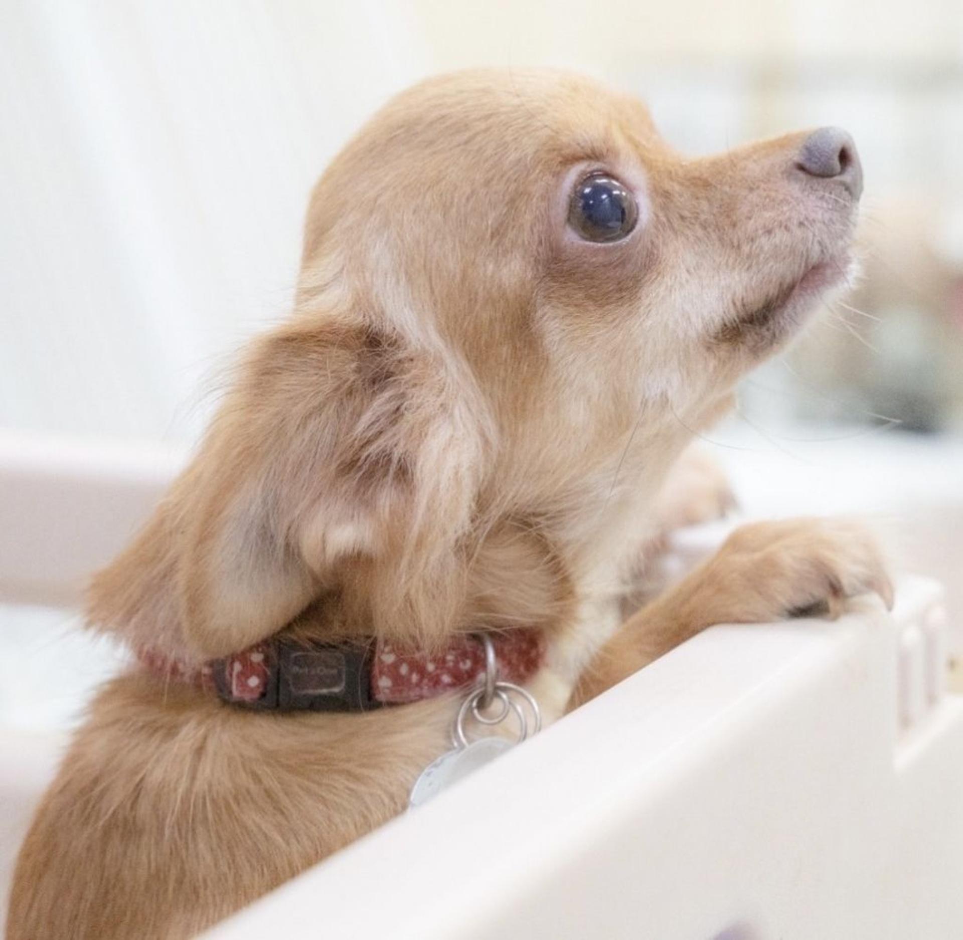 pet-image-3