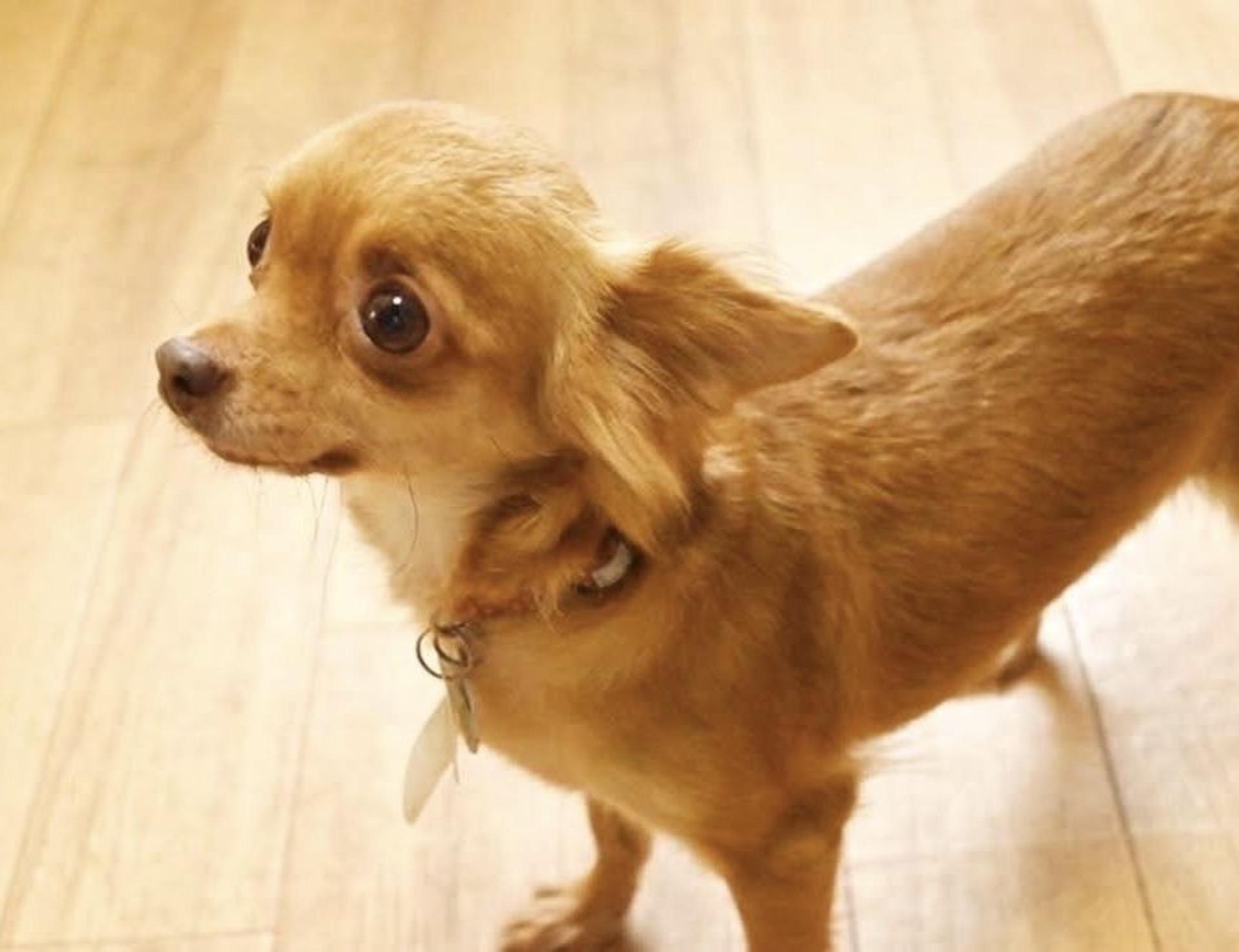 pet-image-4