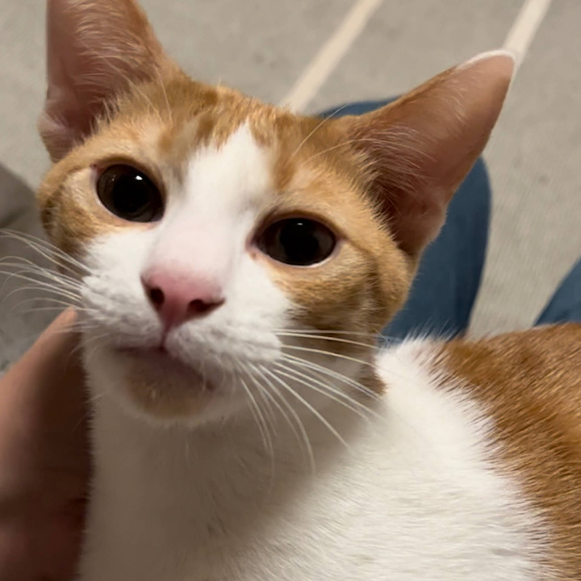 雑種（ミックス猫）・オスの里親募集の写真