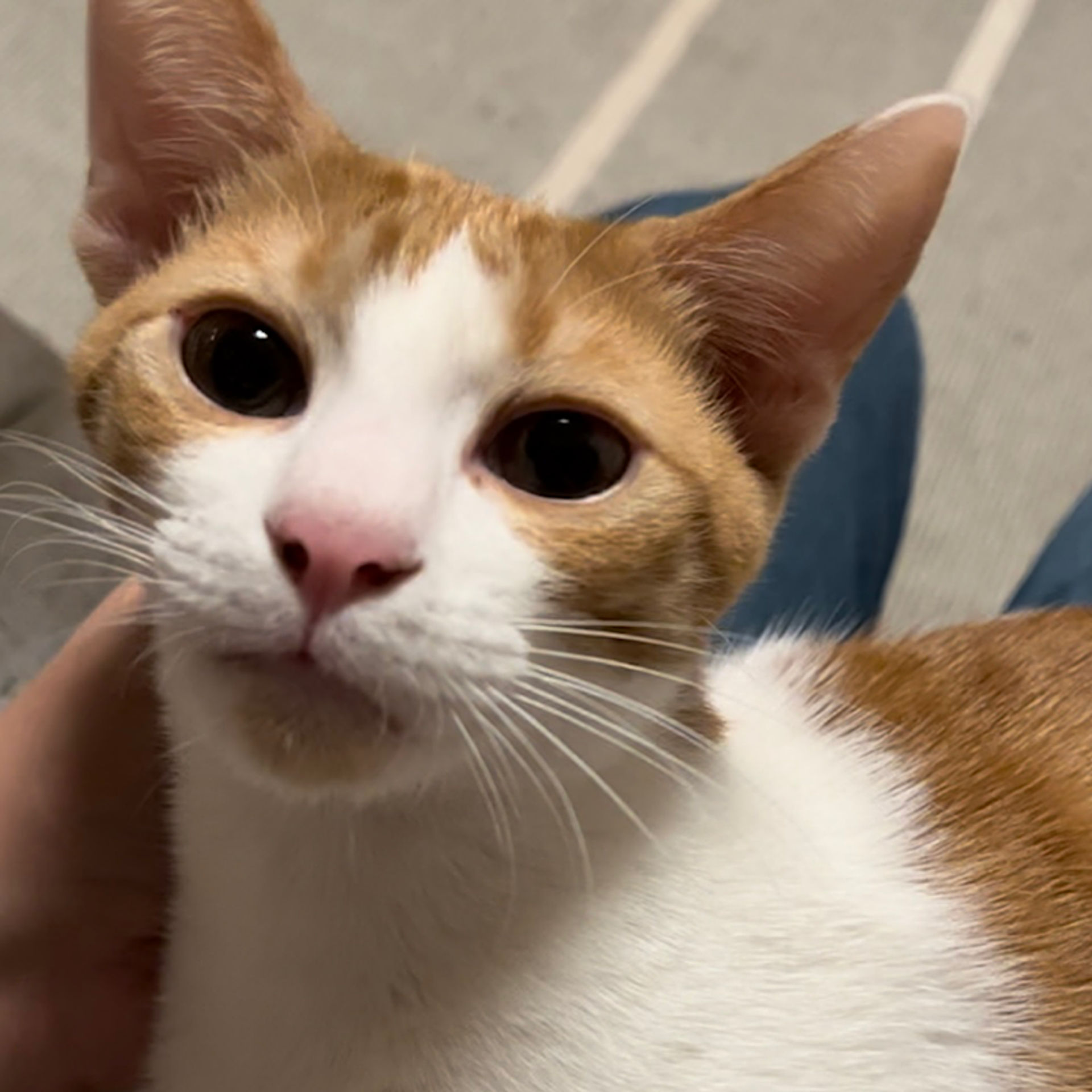 雑種（ミックス猫）・オスの里親募集の写真