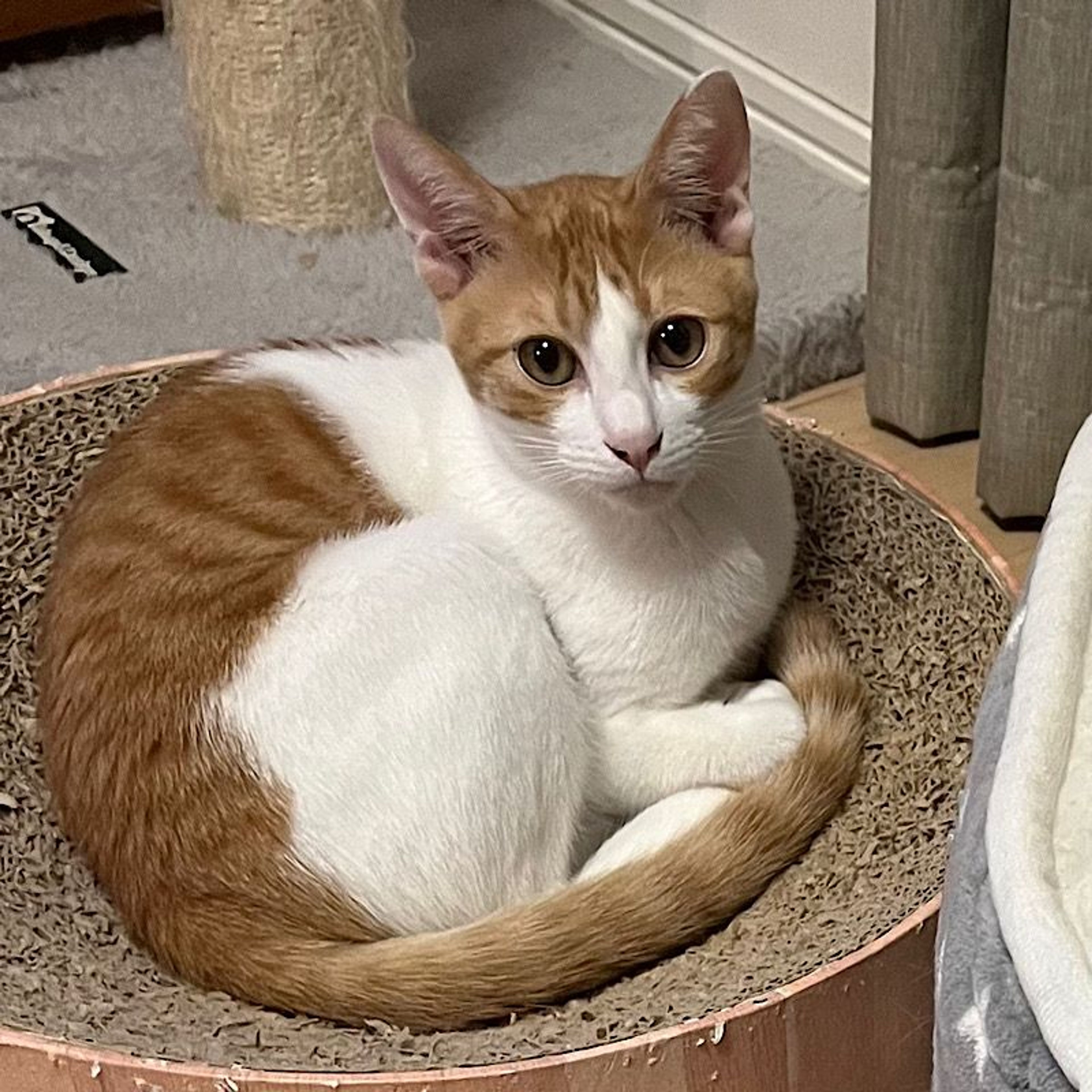 pet-image-3