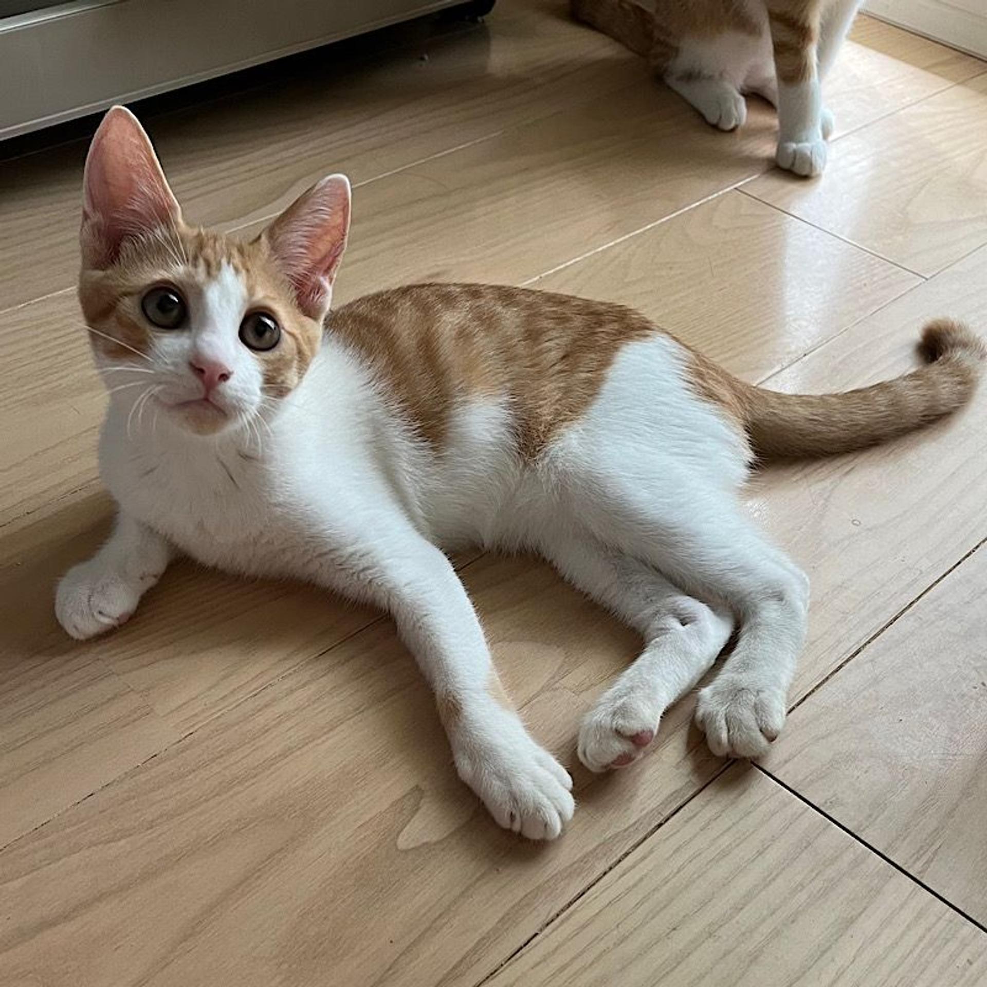 pet-image-4