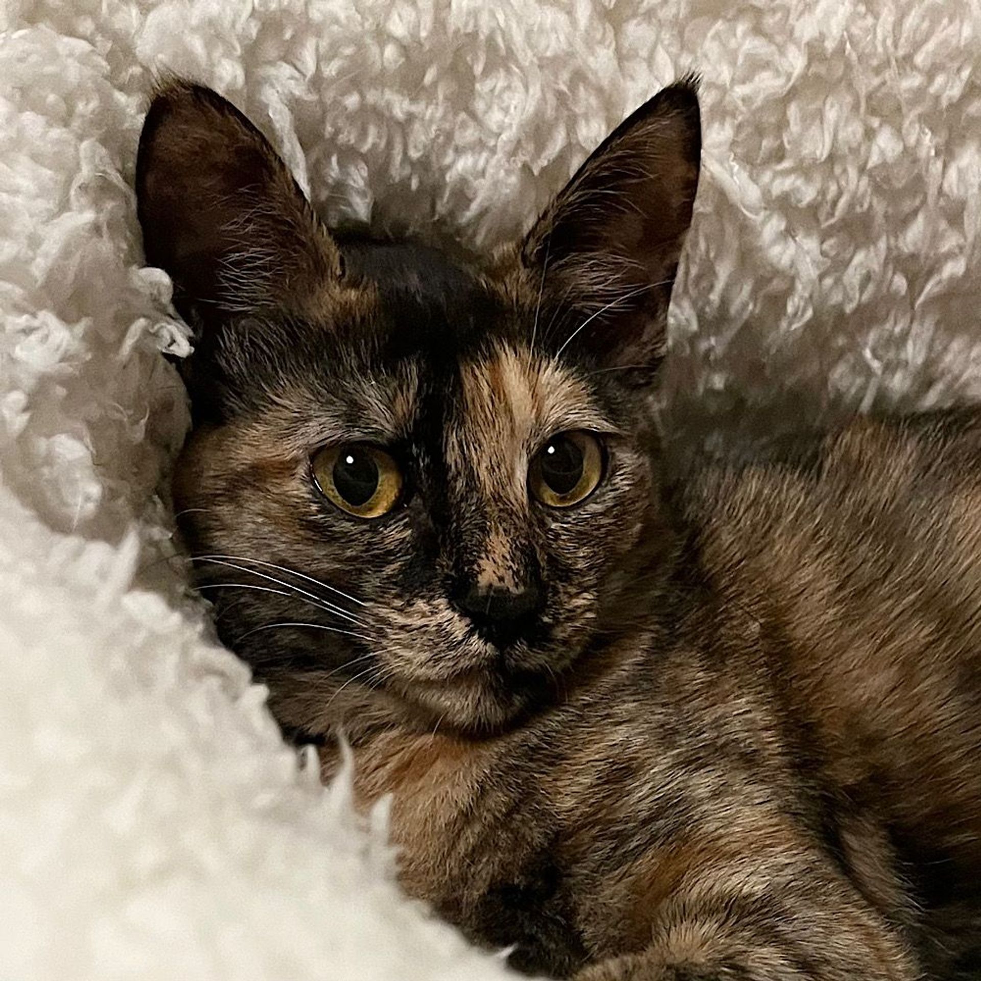 雑種（ミックス猫）・メスの里親募集の写真