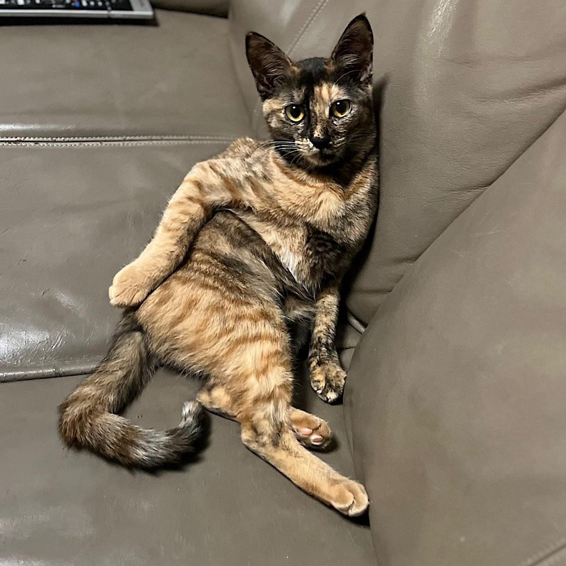 pet-image-3