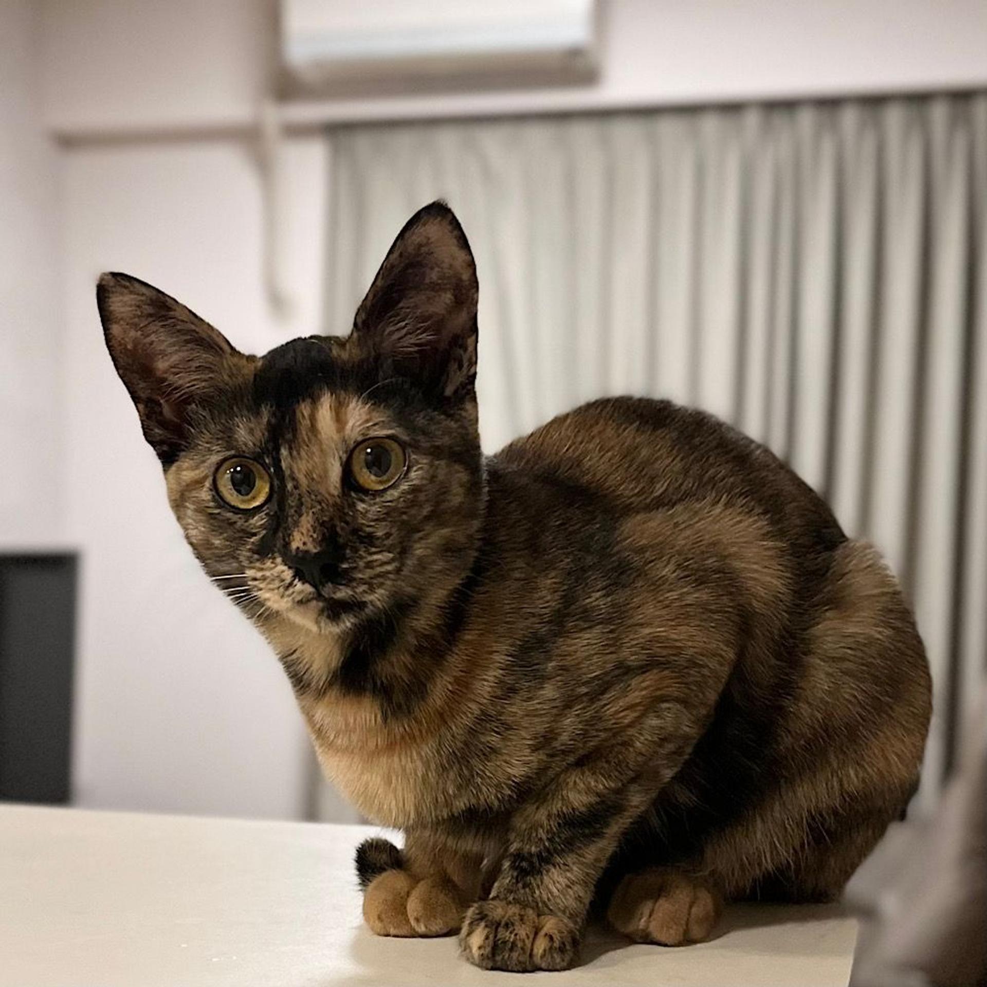 pet-image-4