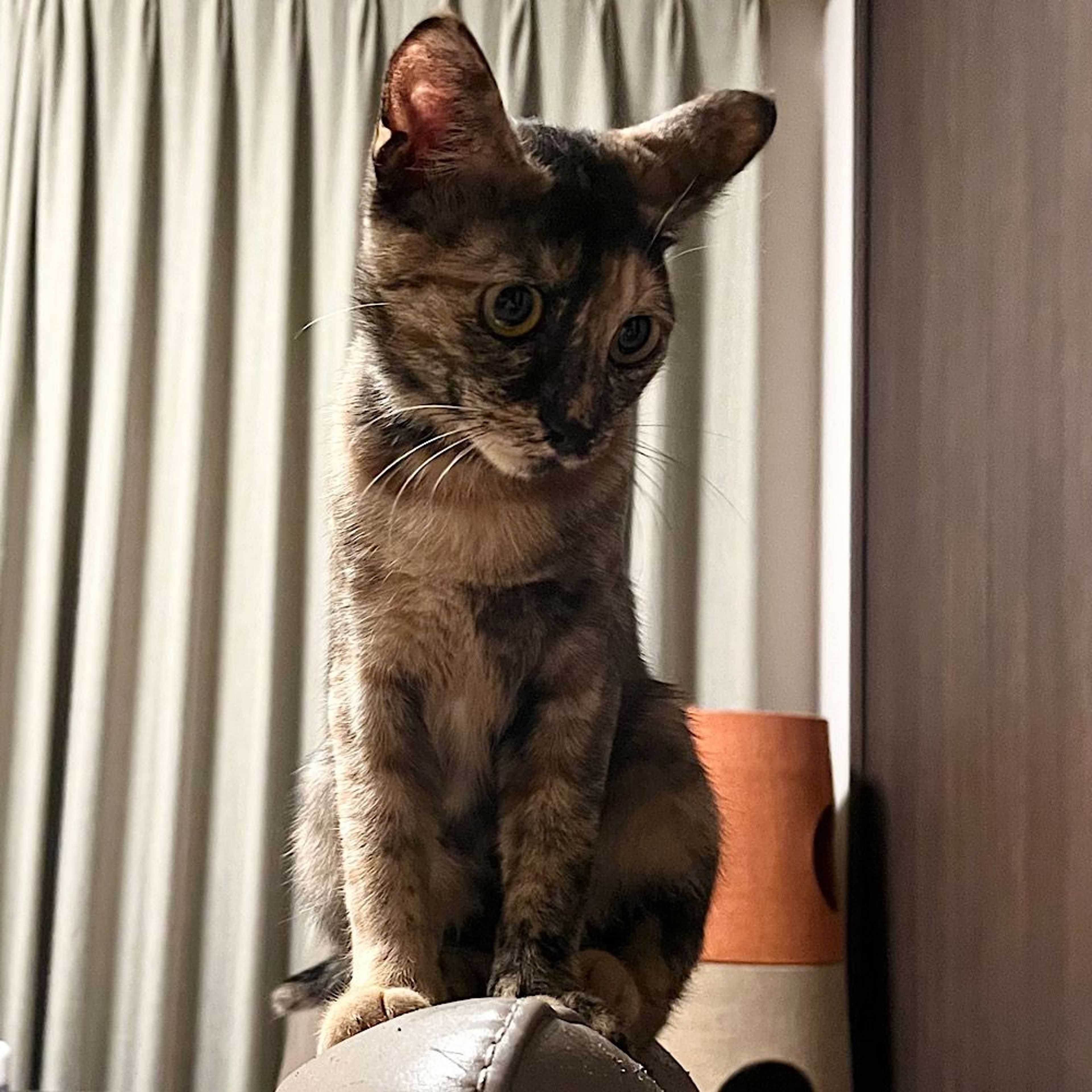 pet-image-5
