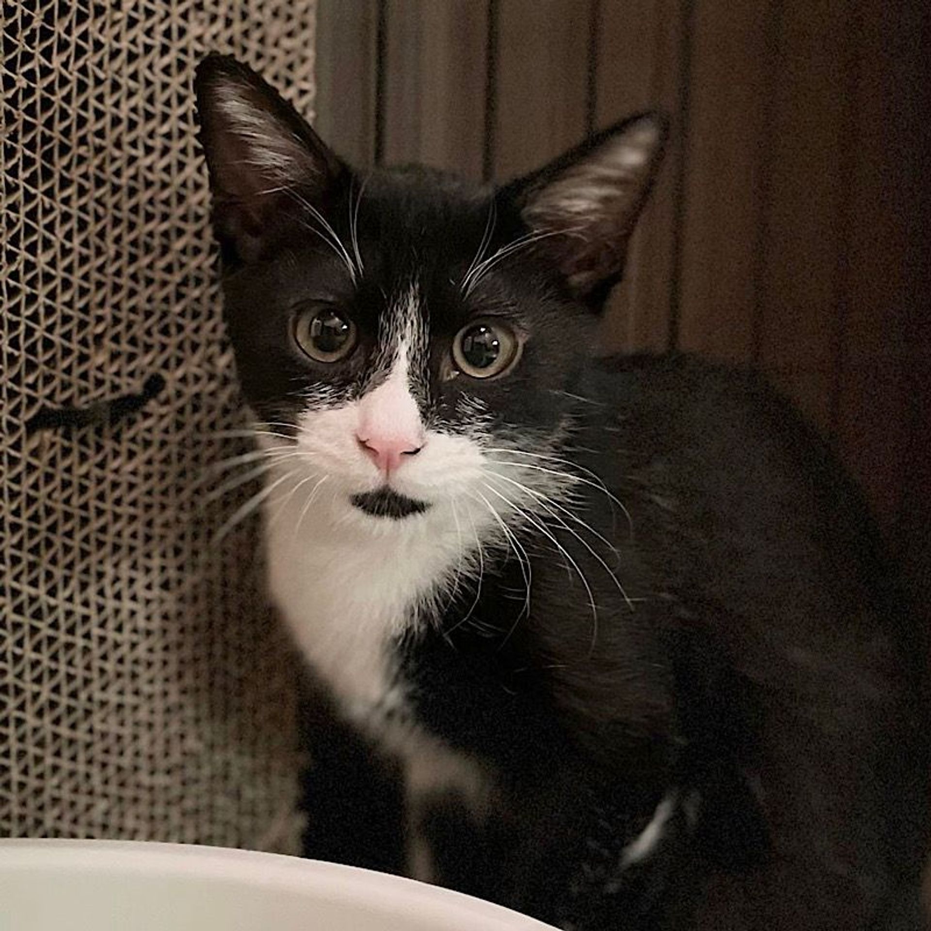 雑種（ミックス猫）・オスの里親募集の写真