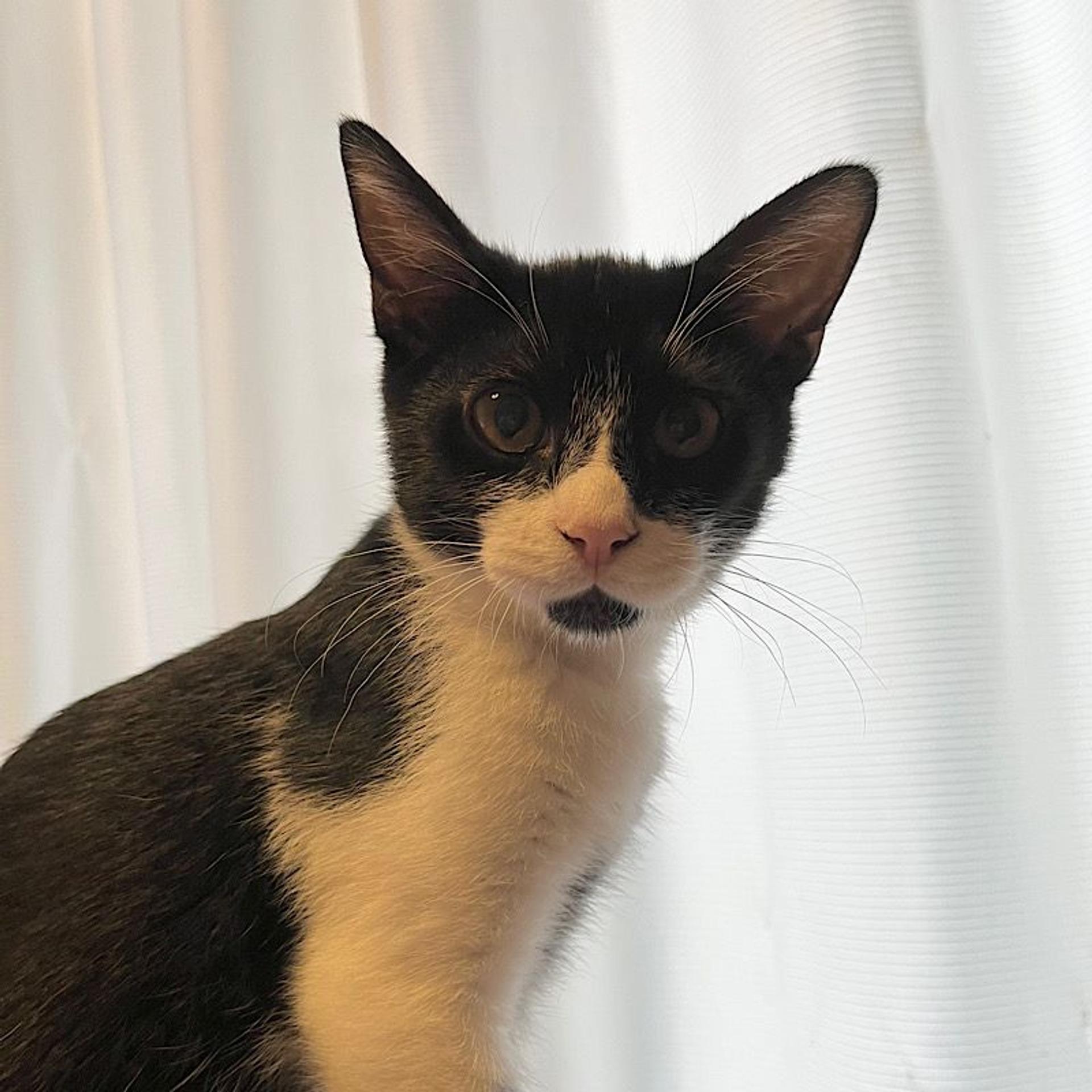 pet-image-4