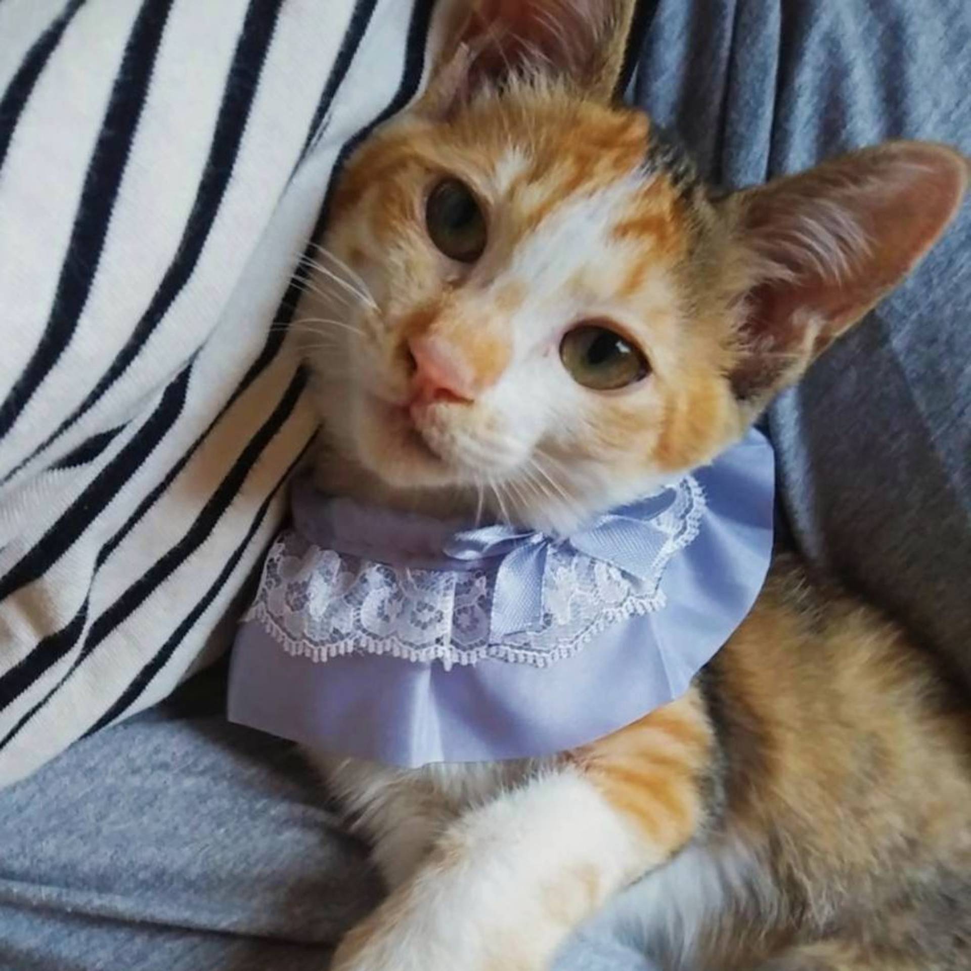 雑種（ミックス猫）・メスの里親募集の写真