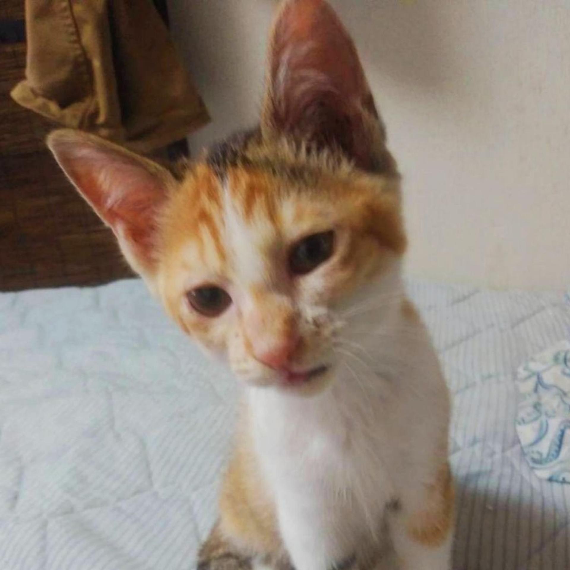 pet-image-4