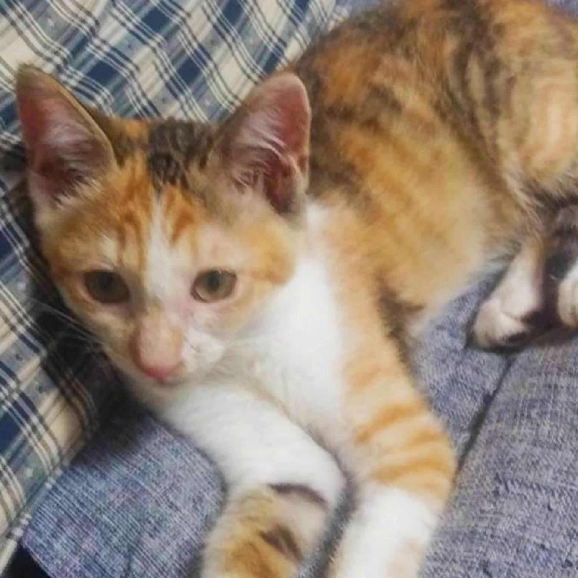 pet-image-5