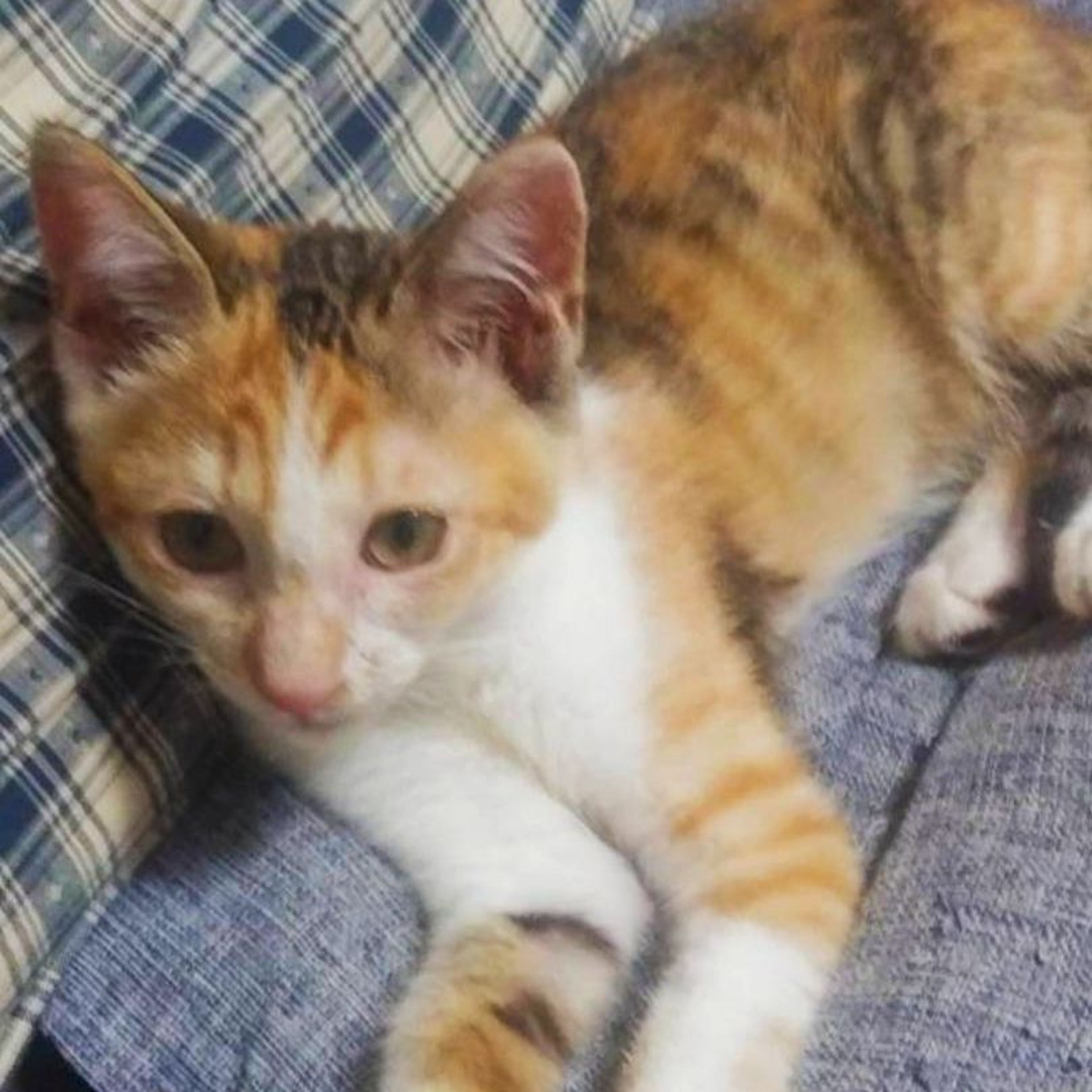 pet-image-5