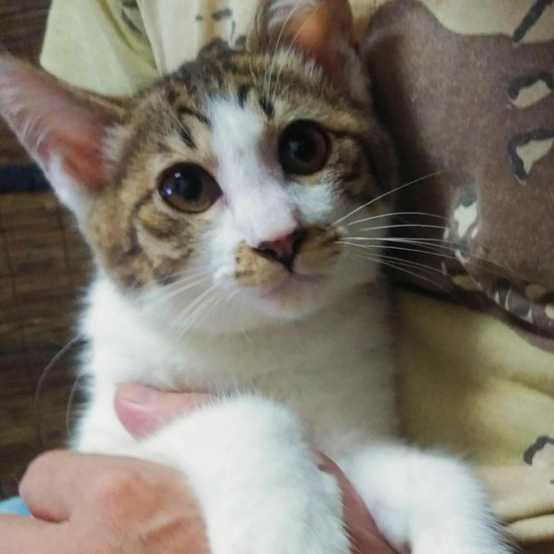 pet-image-5
