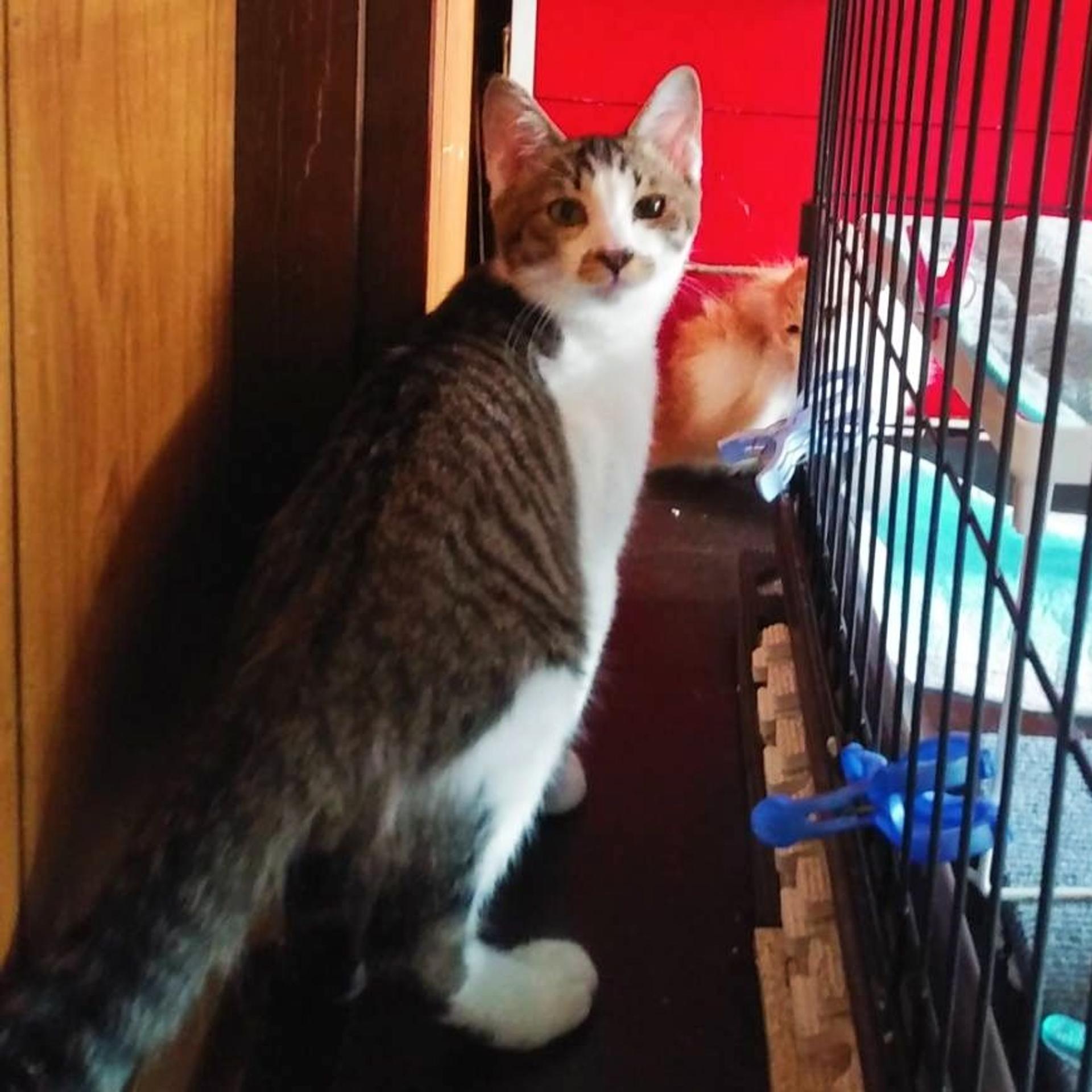 pet-image-4