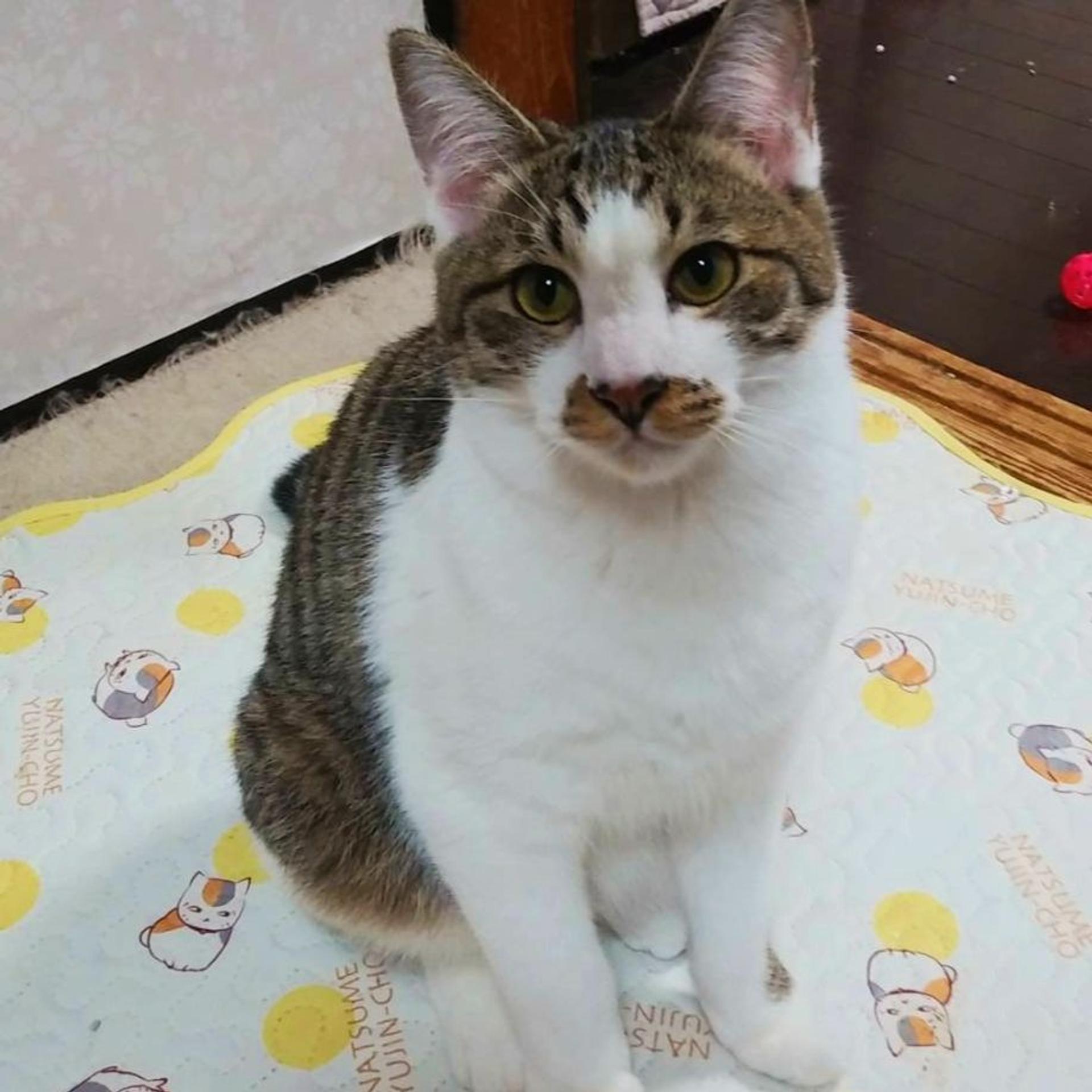 pet-image-3
