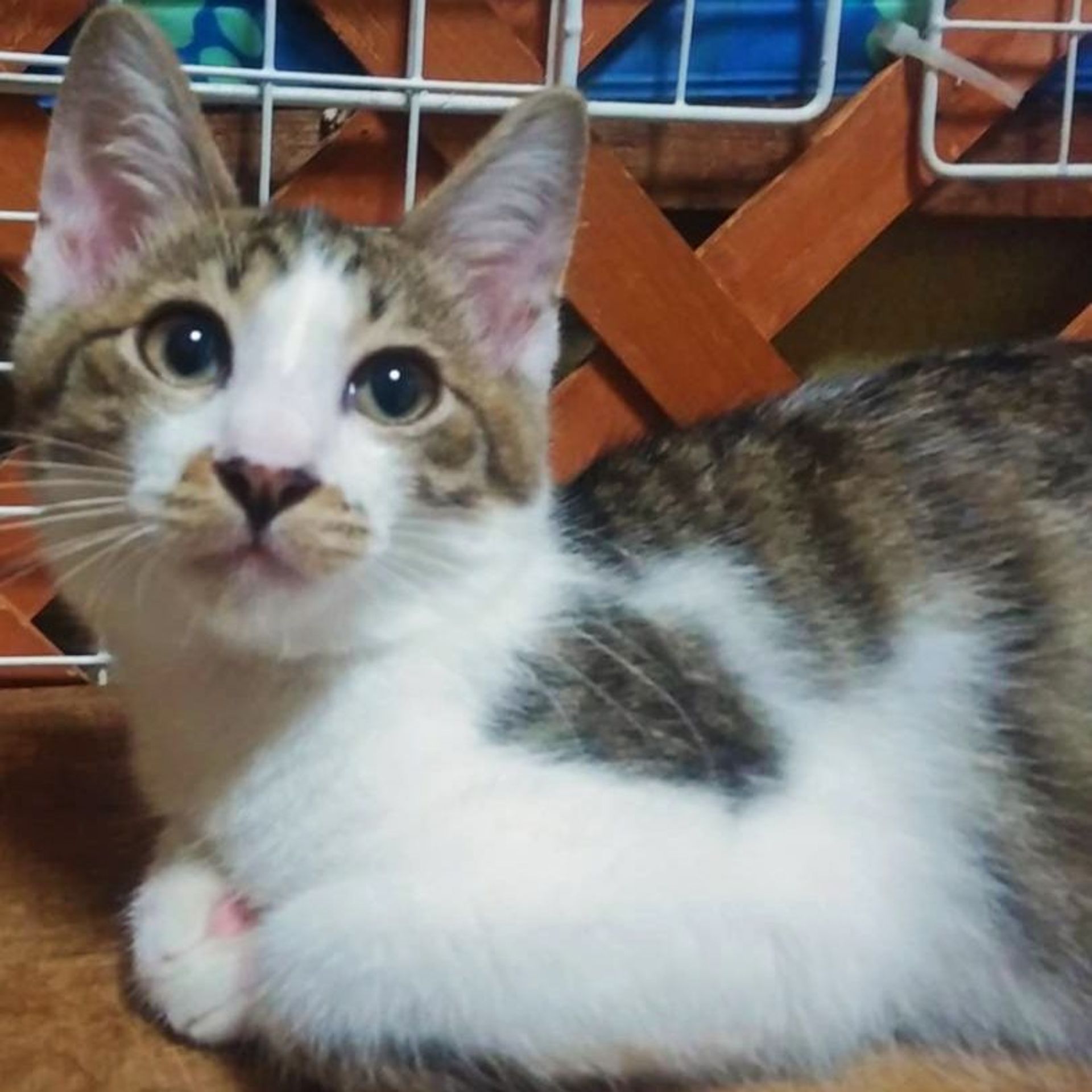 雑種（ミックス猫）・オスの里親募集の写真