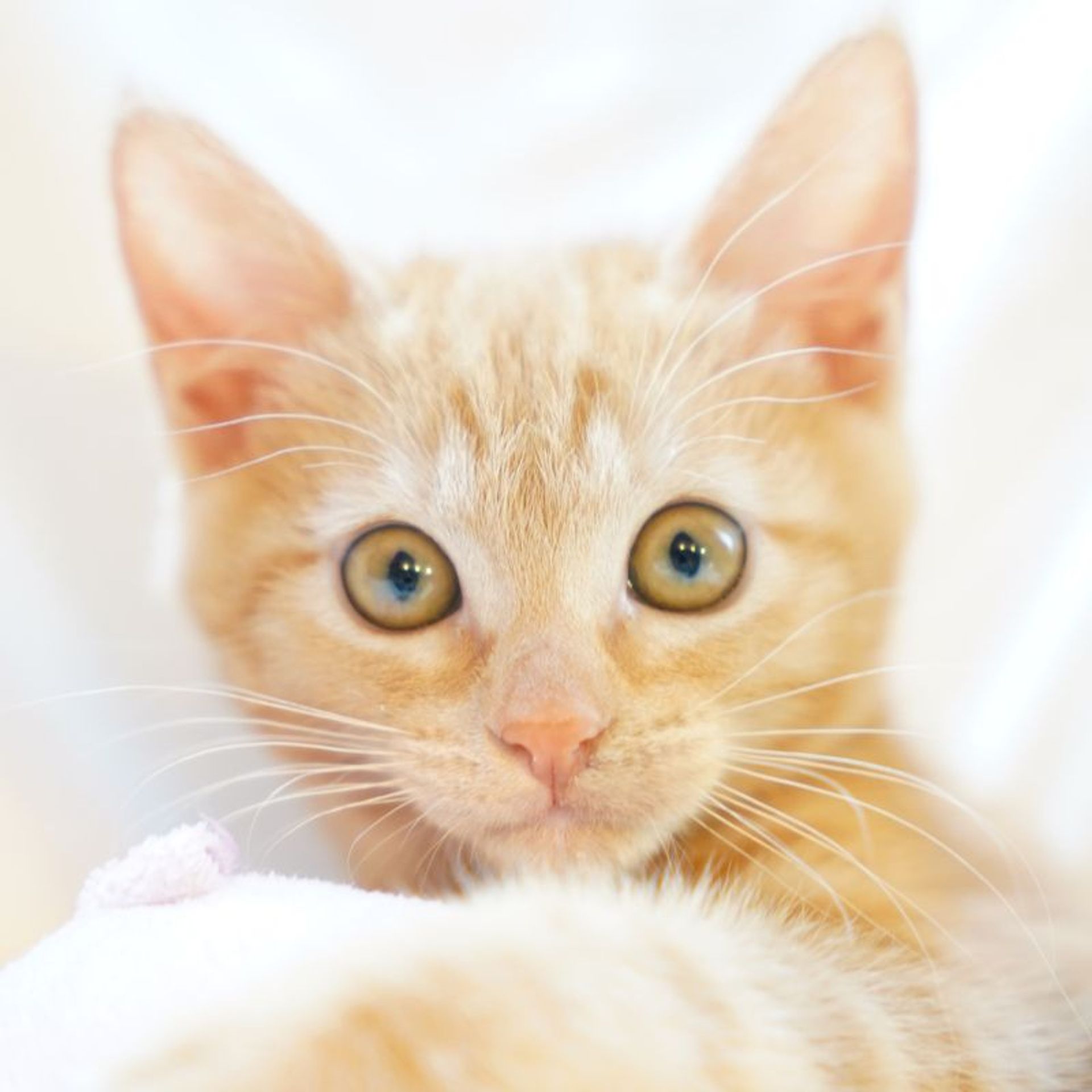 雑種（ミックス猫）・メスの里親募集の写真