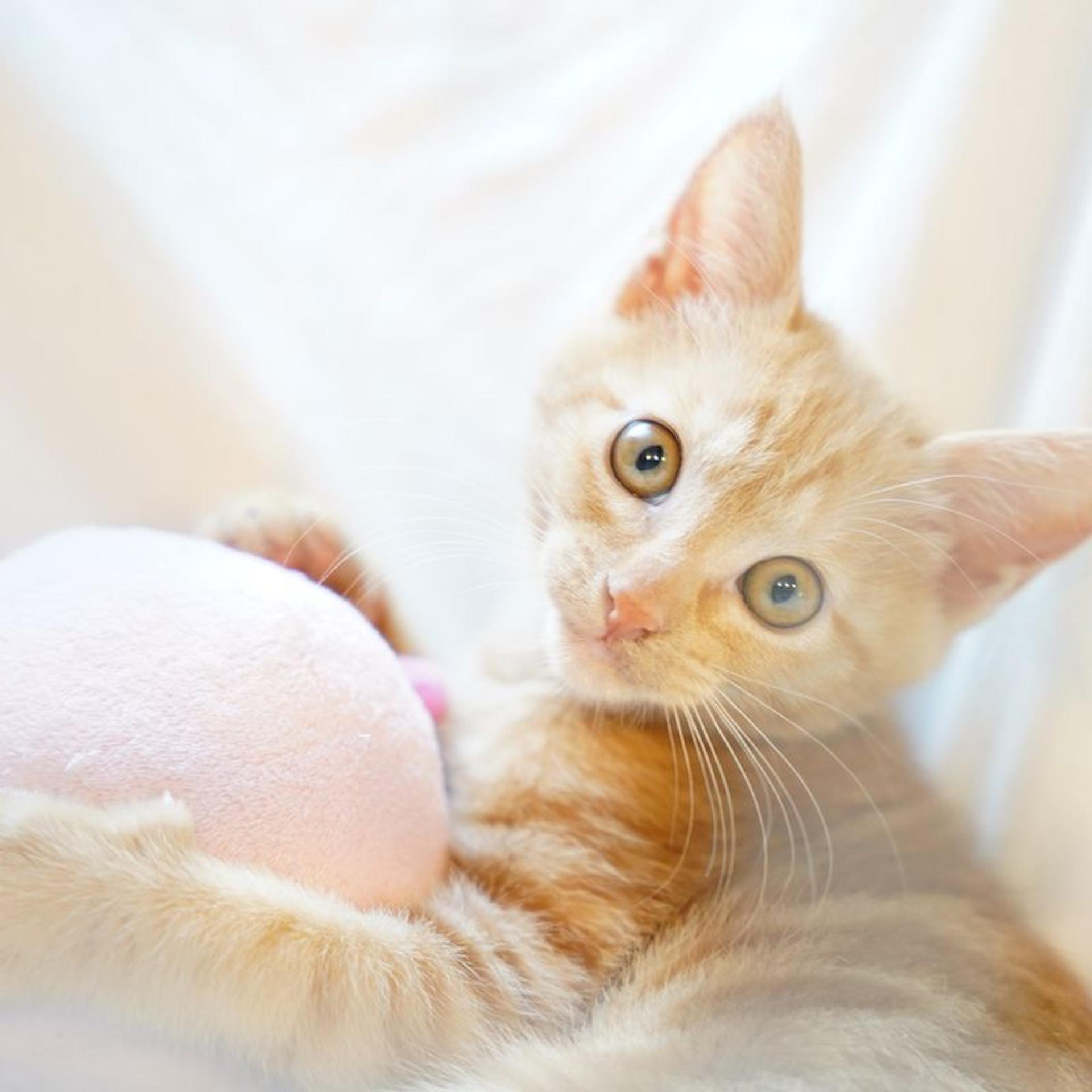 pet-image-2