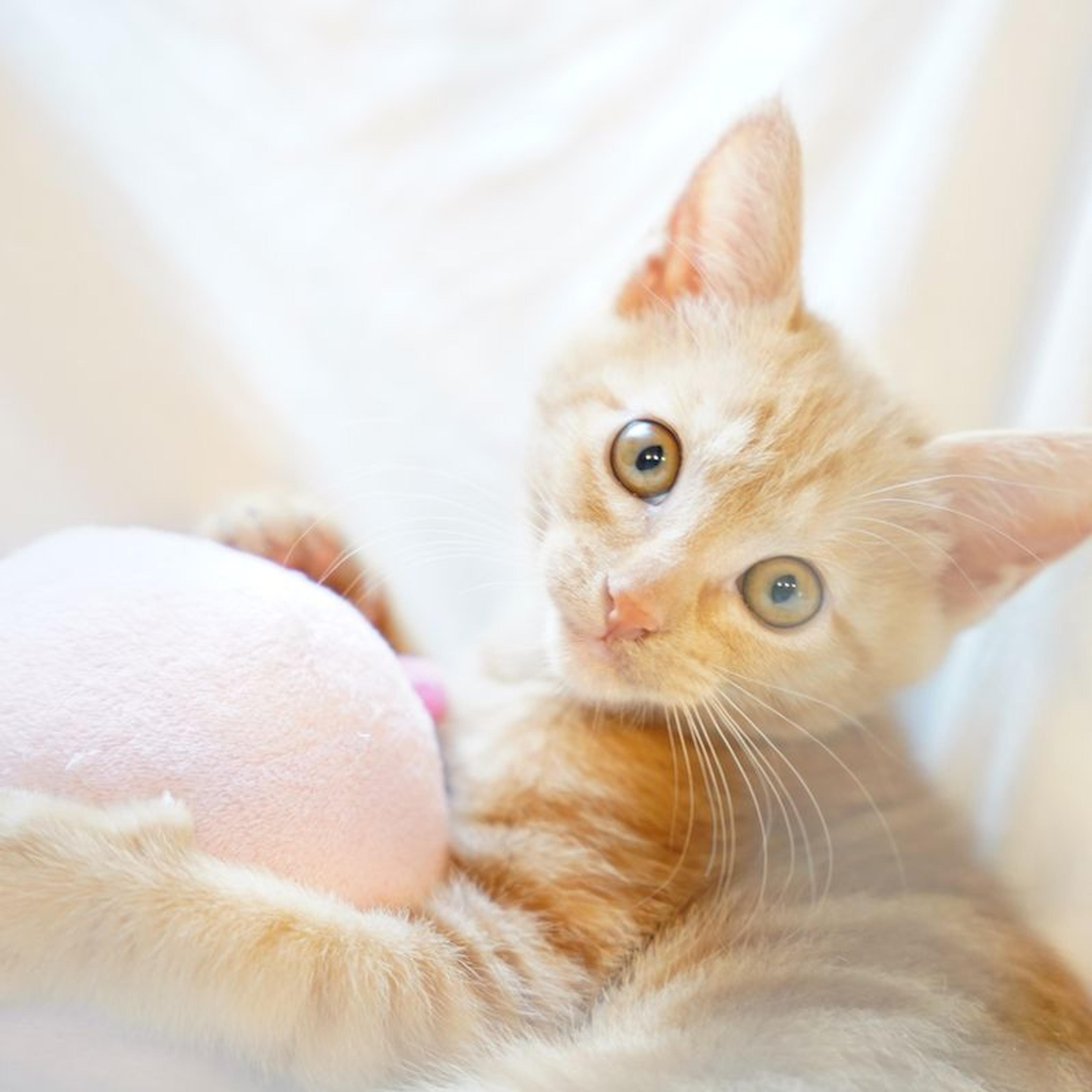 pet-image-2