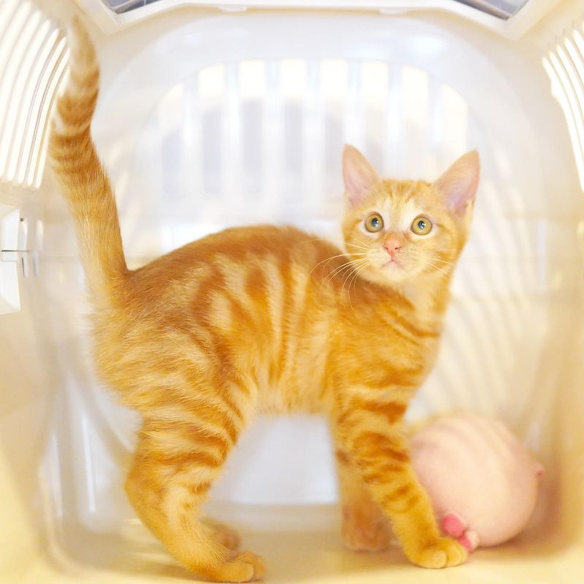 pet-image-3