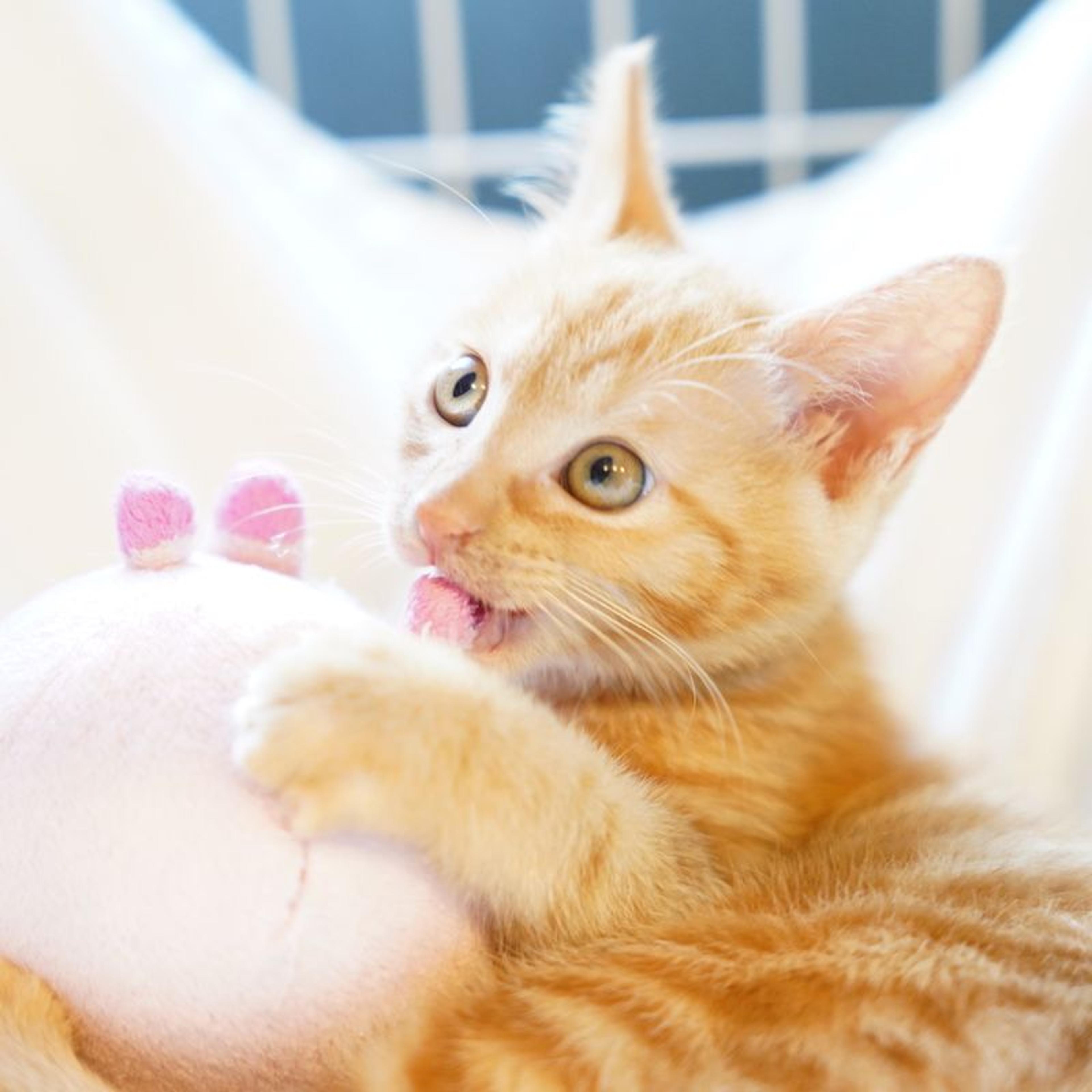 pet-image-6