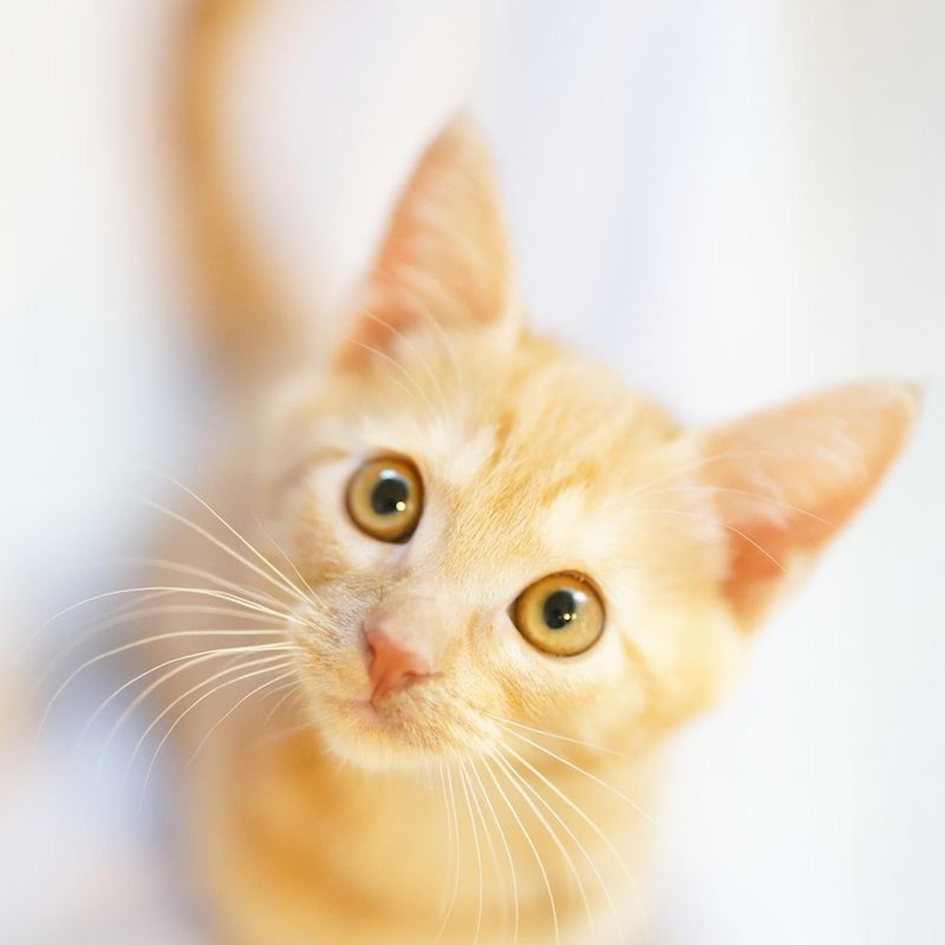 pet-image-7