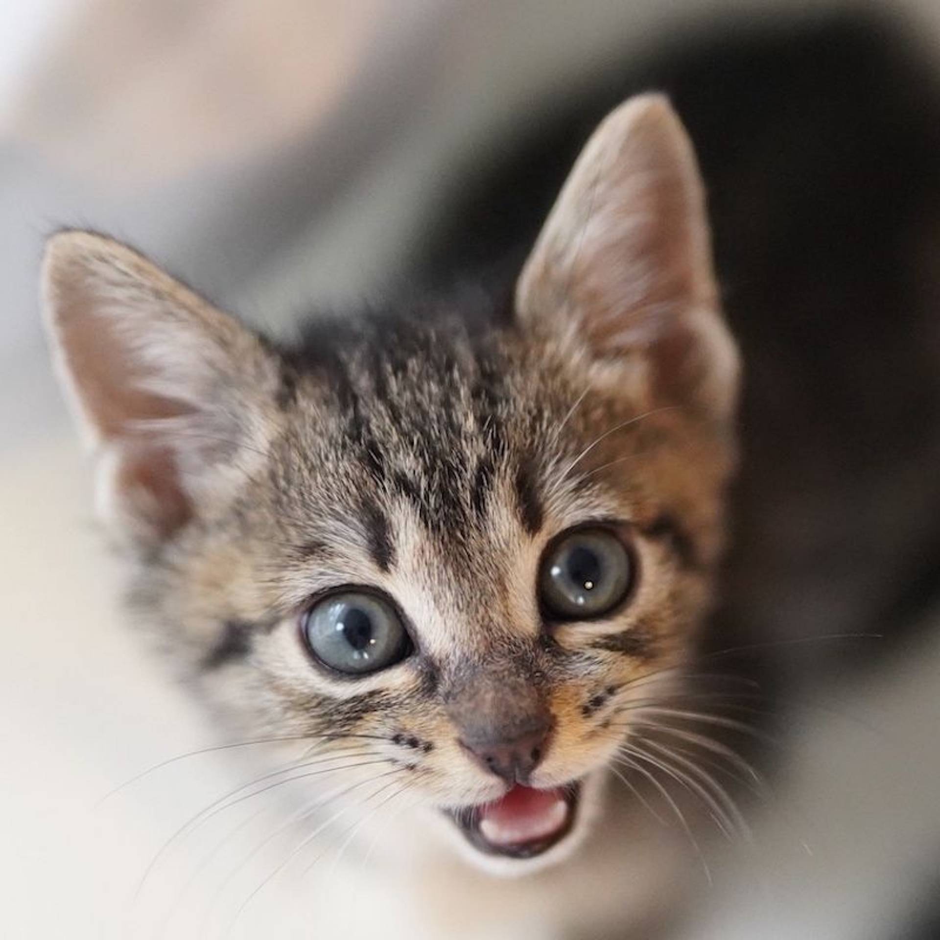 雑種（ミックス猫）・オスの里親募集の写真