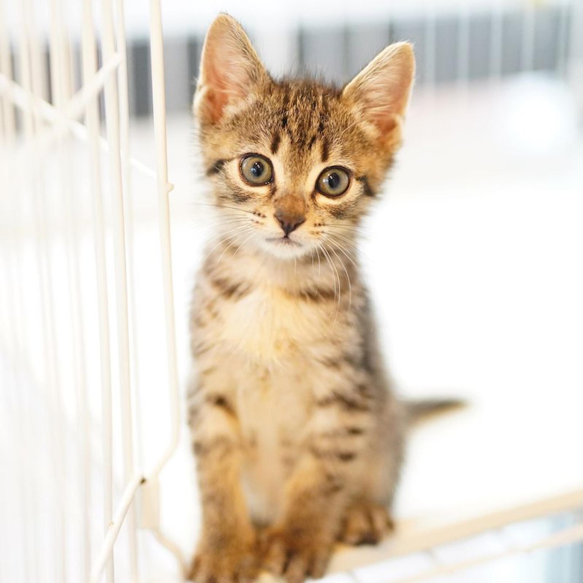 pet-image-4