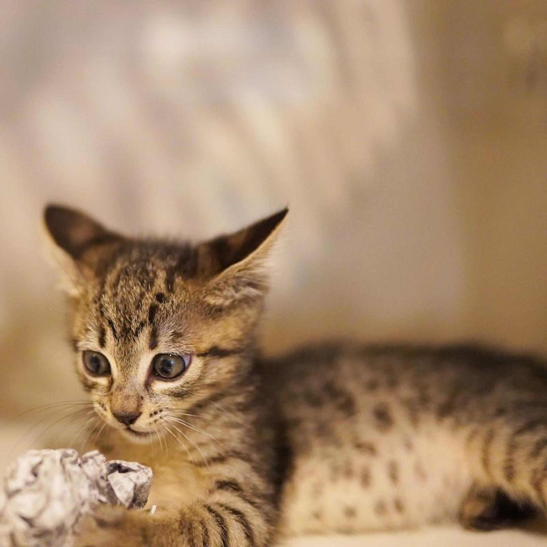 pet-image-6