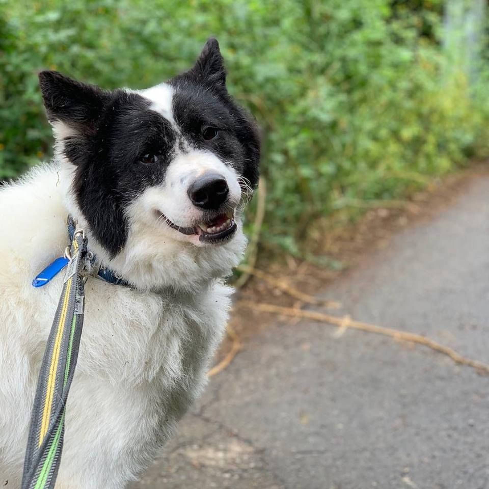 雑種（ミックス犬）・オスの里親募集の写真