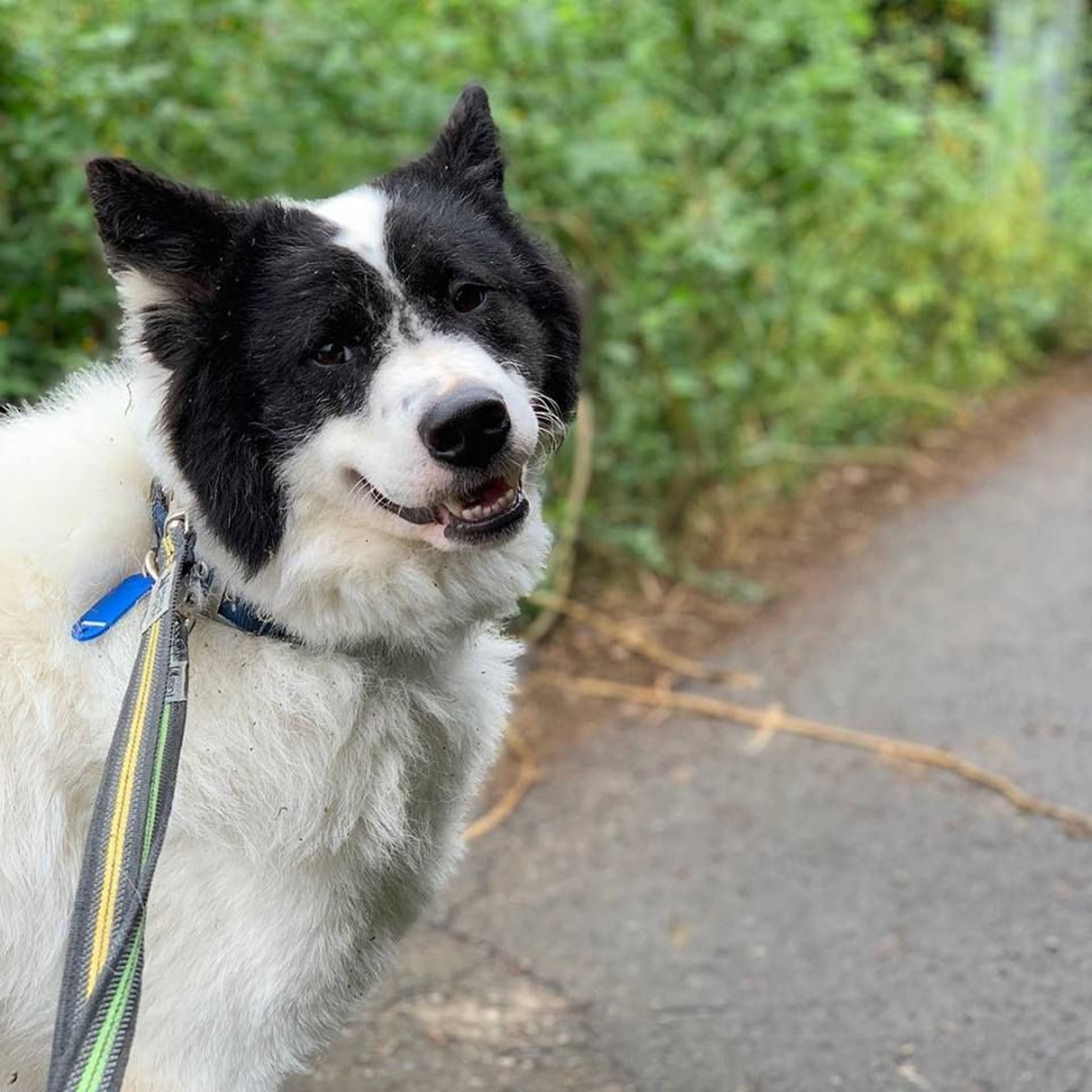 雑種（ミックス犬）・オスの里親募集の写真