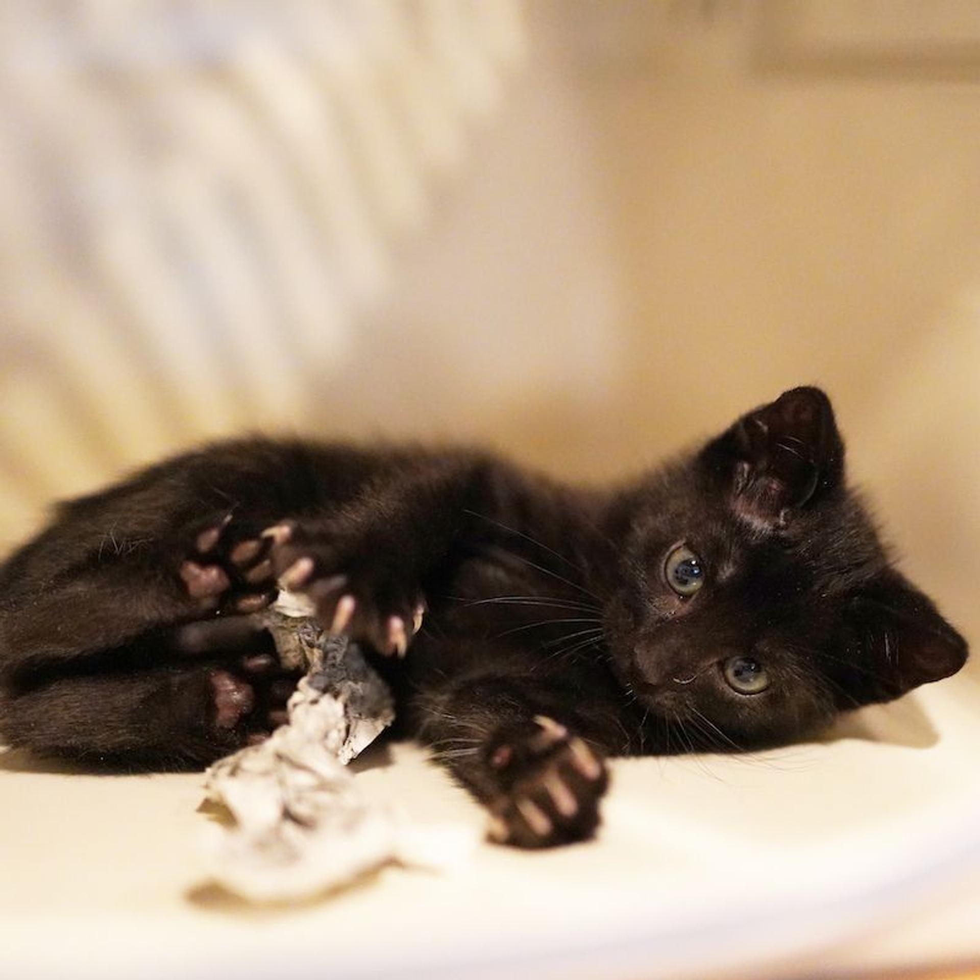 pet-image-5