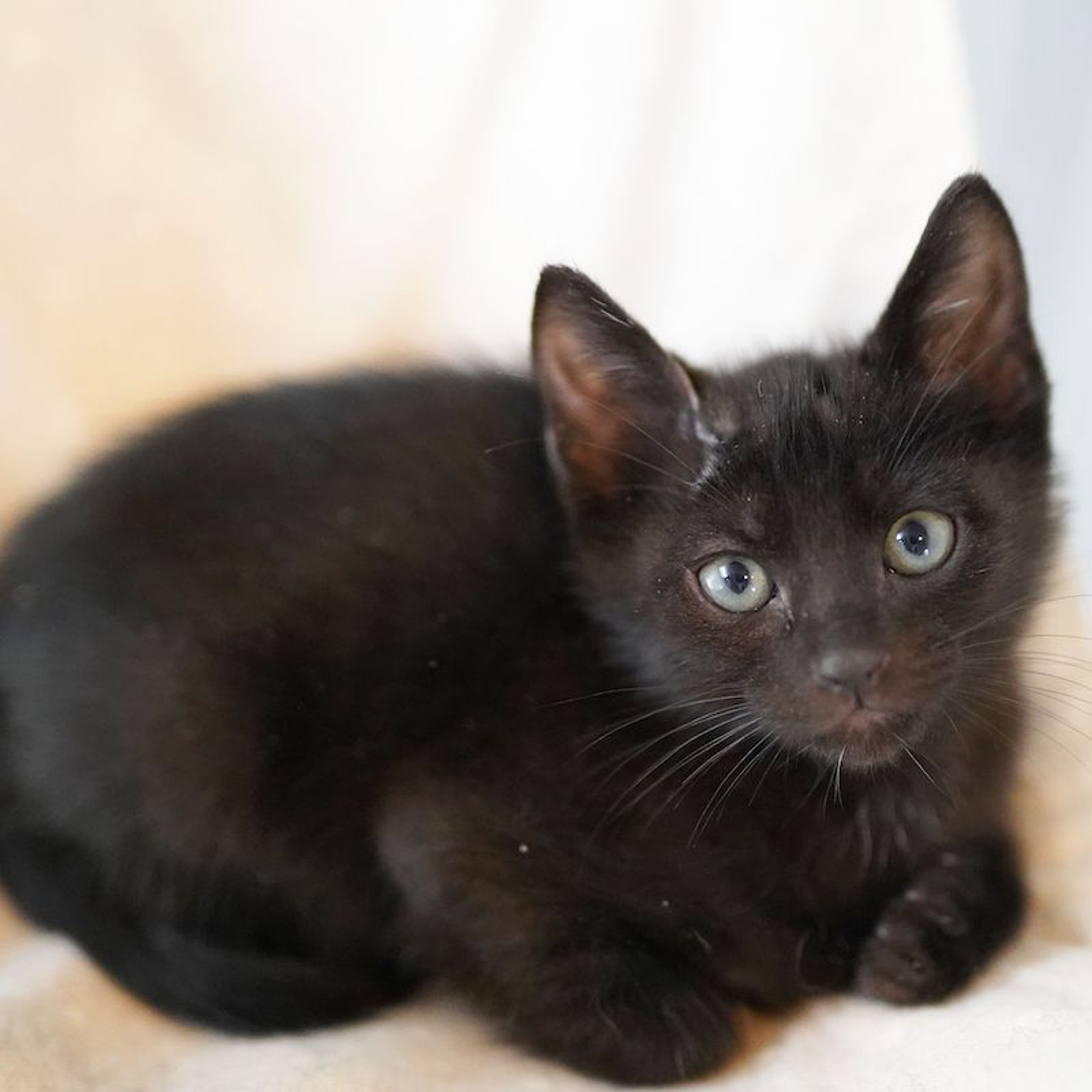 pet-image-6