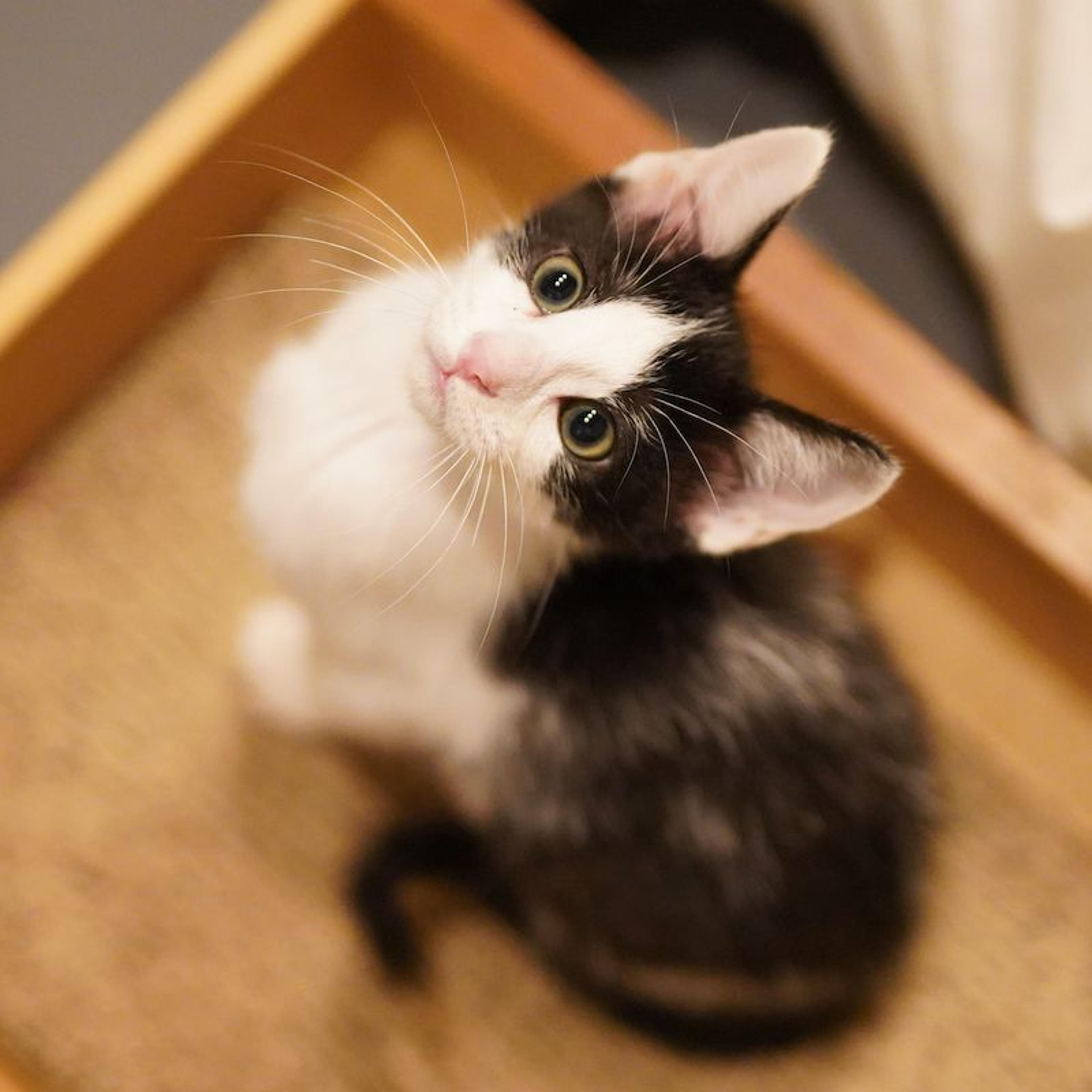 pet-image-3