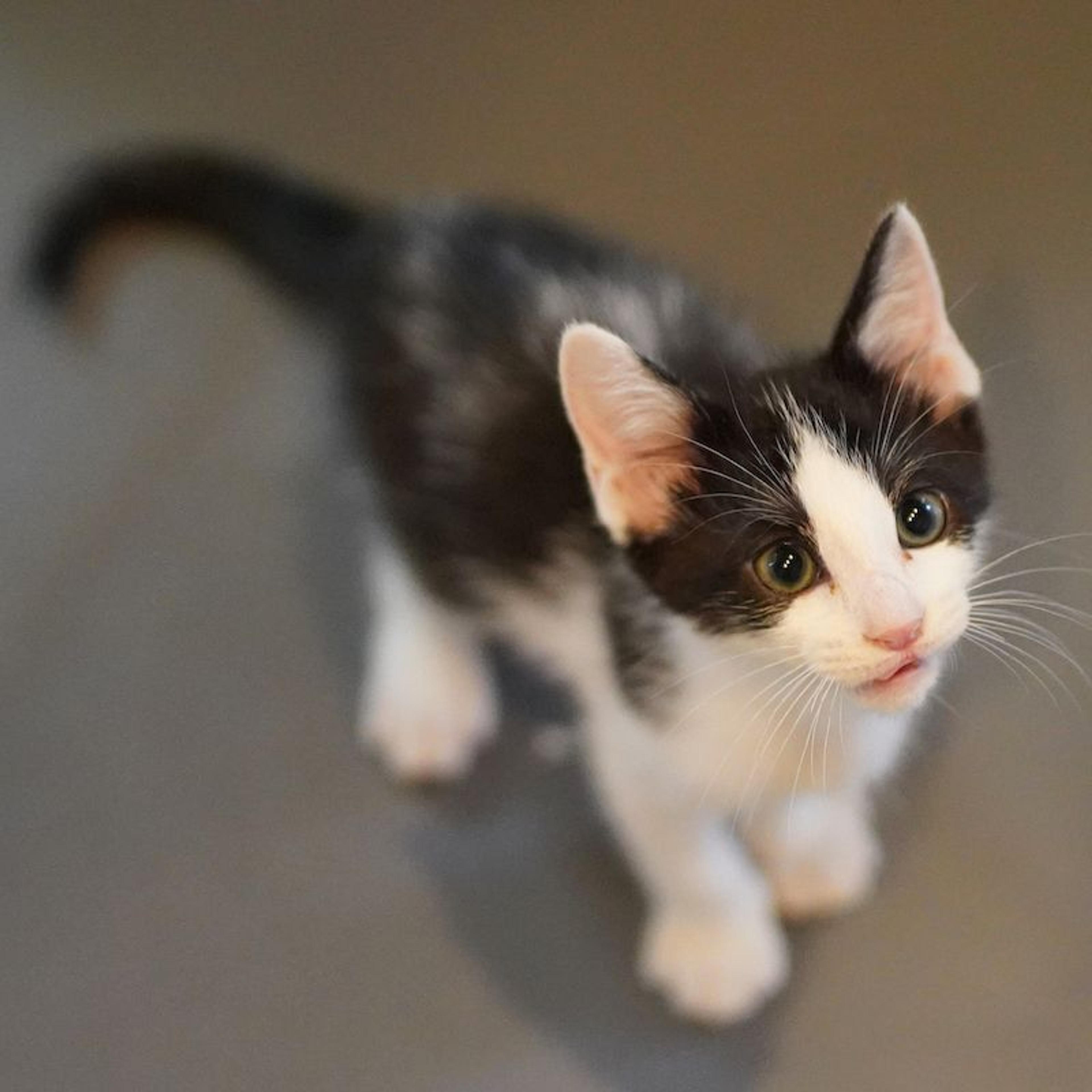 pet-image-4