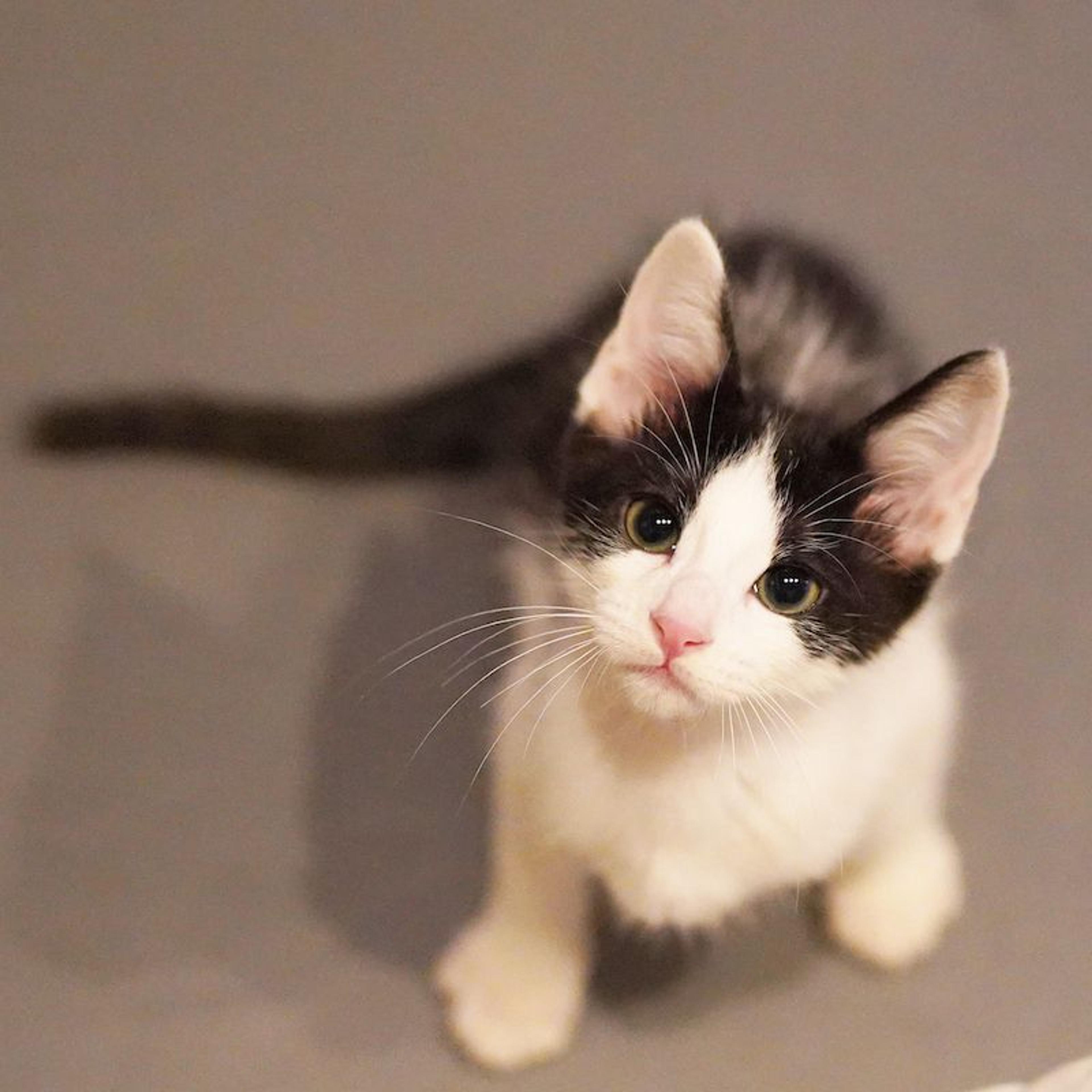 pet-image-5