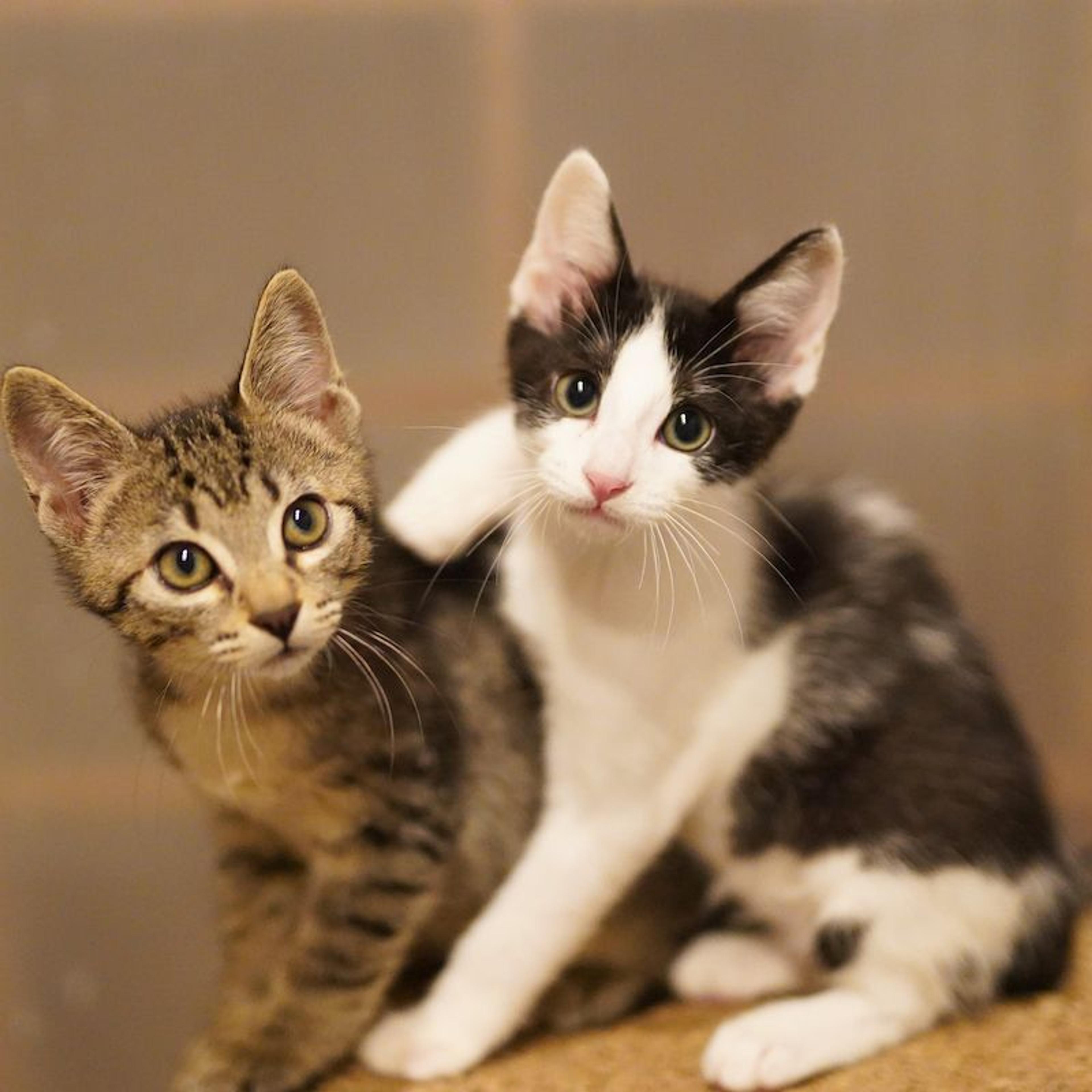 pet-image-6