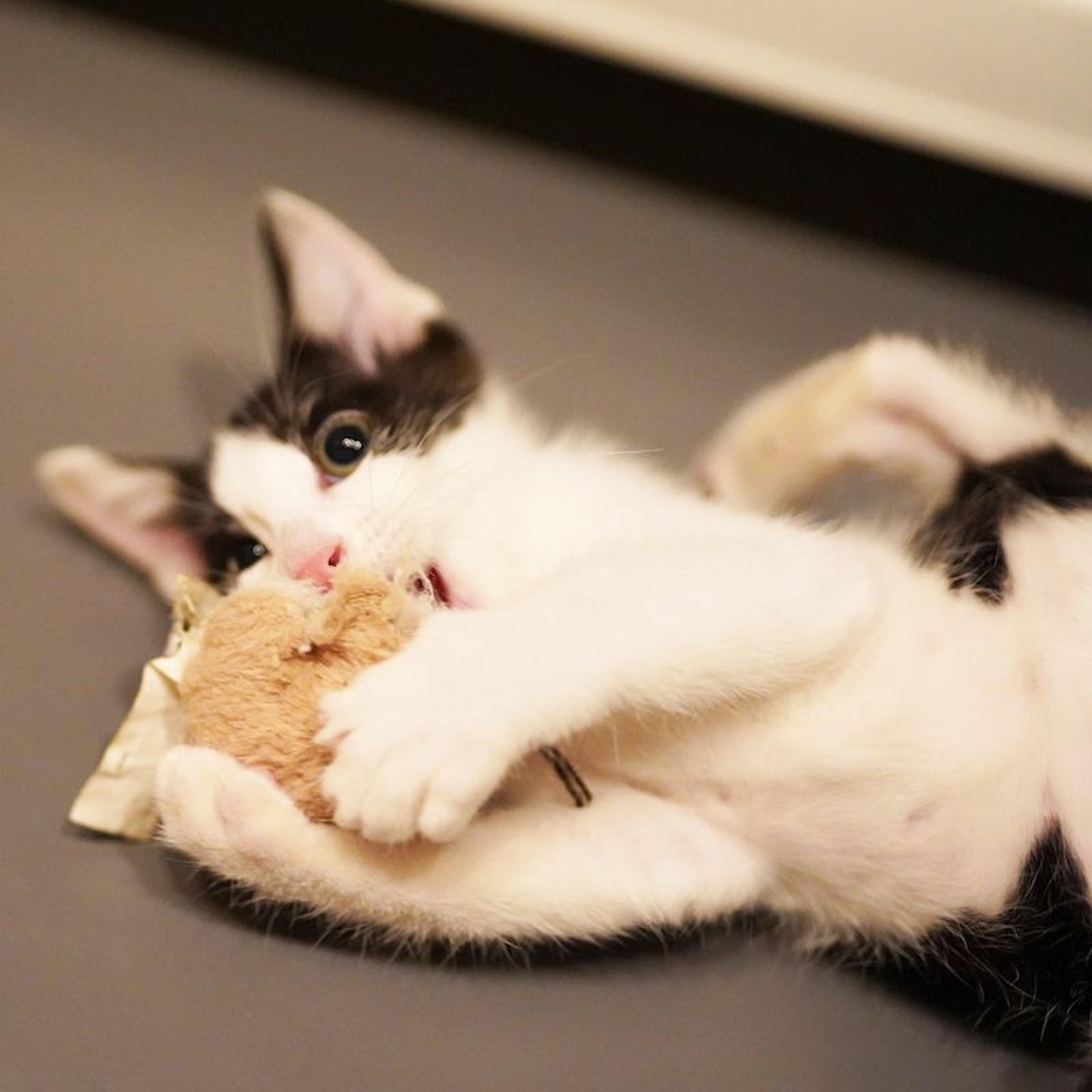 pet-image-7