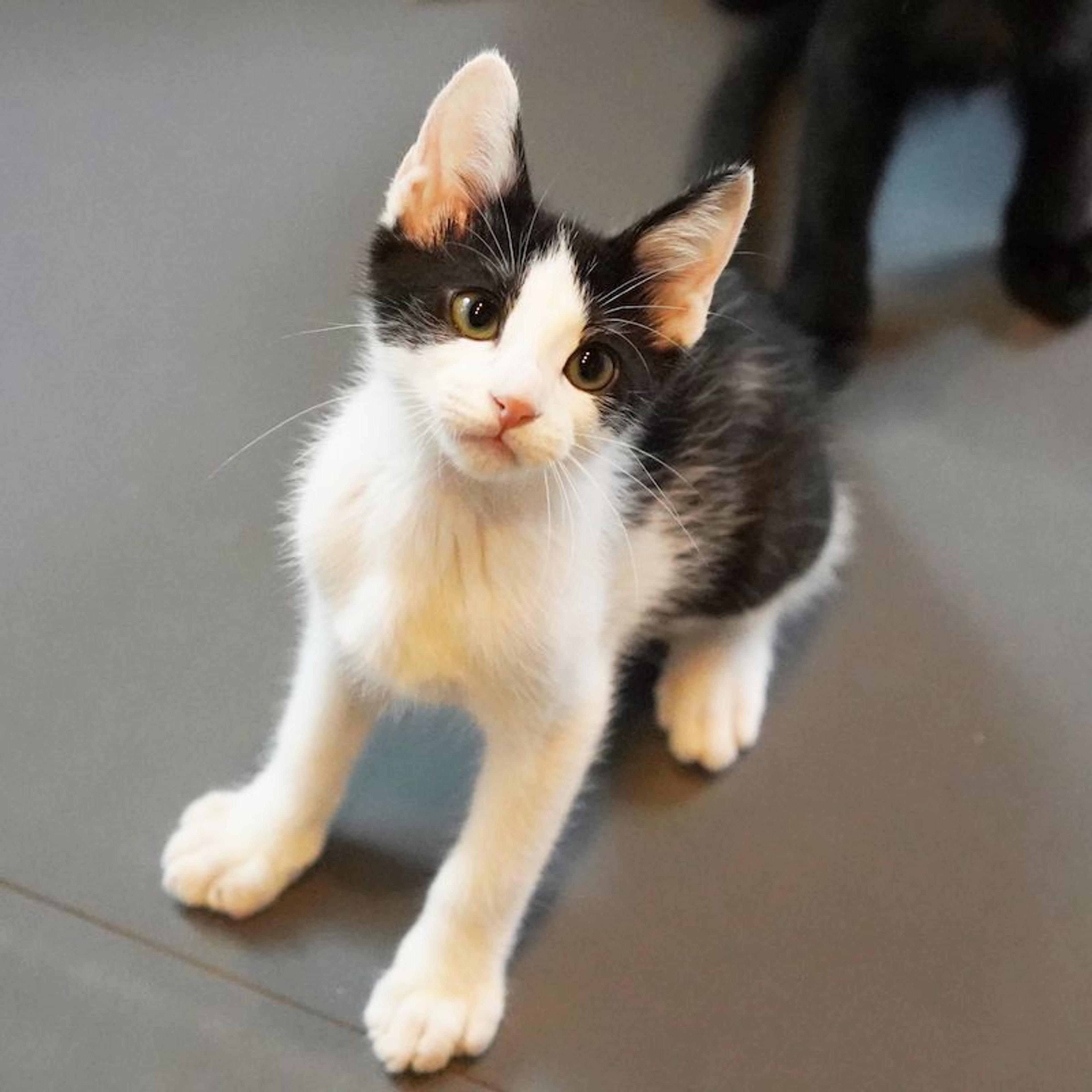 pet-image-8