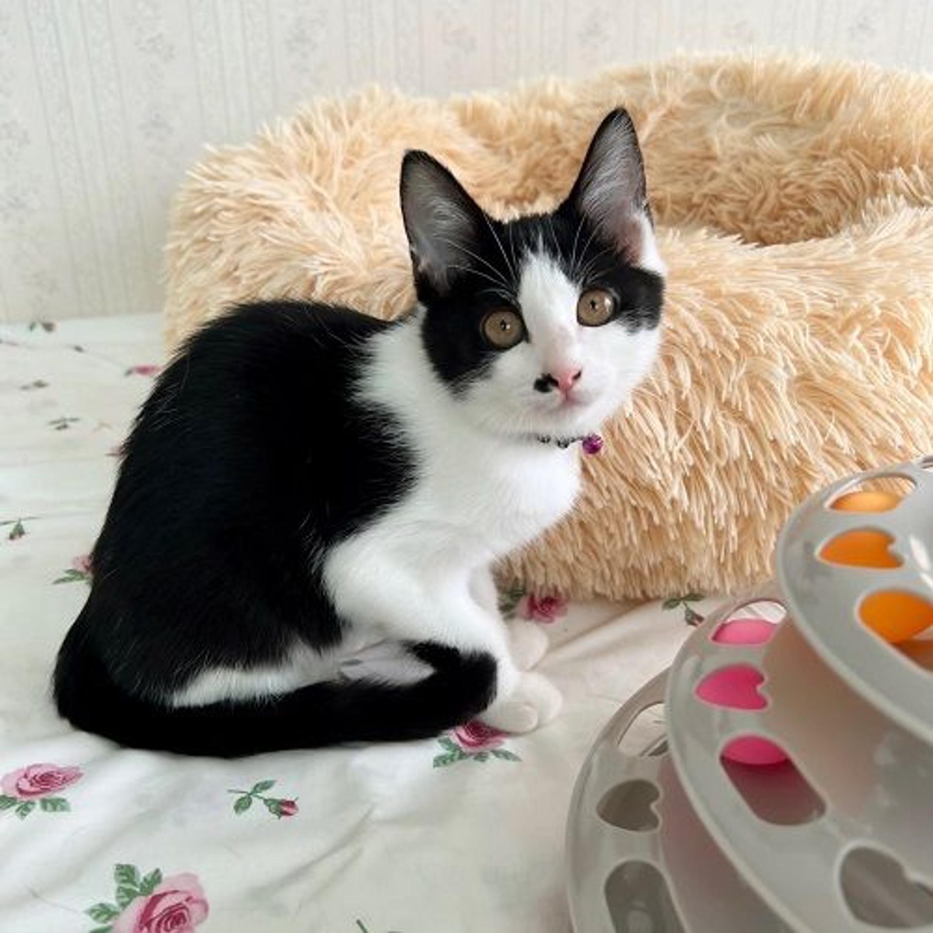pet-image-4