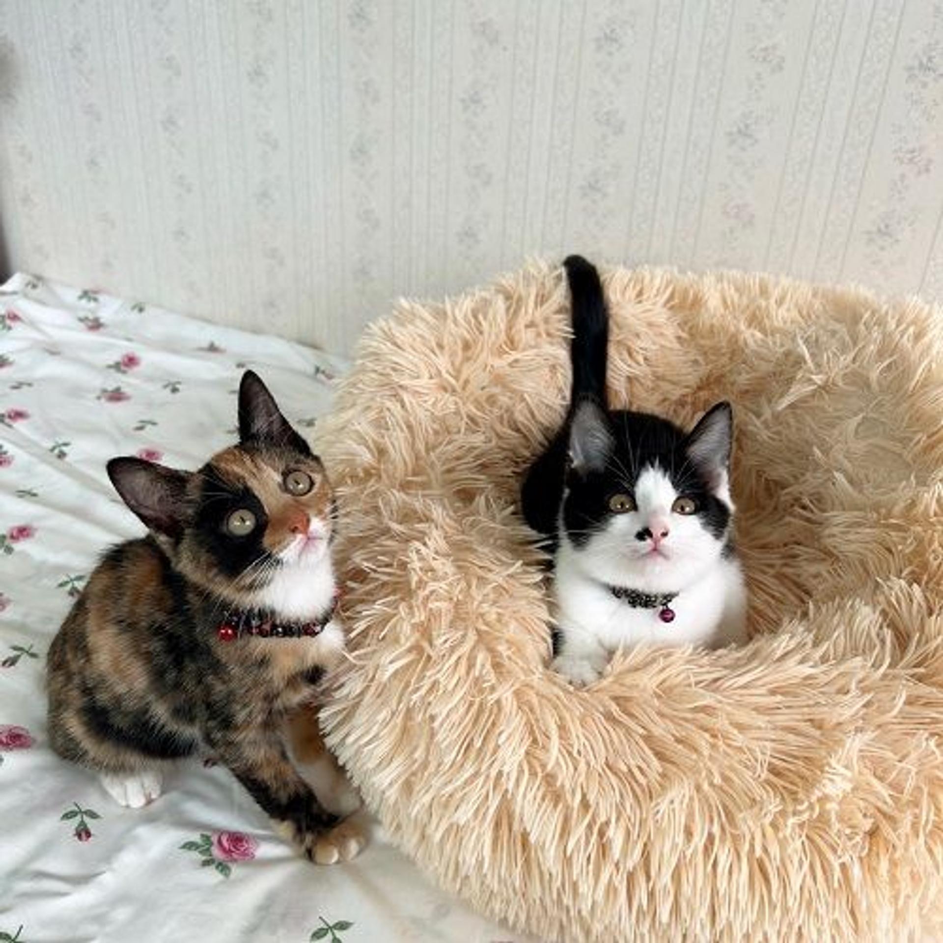 pet-image-5