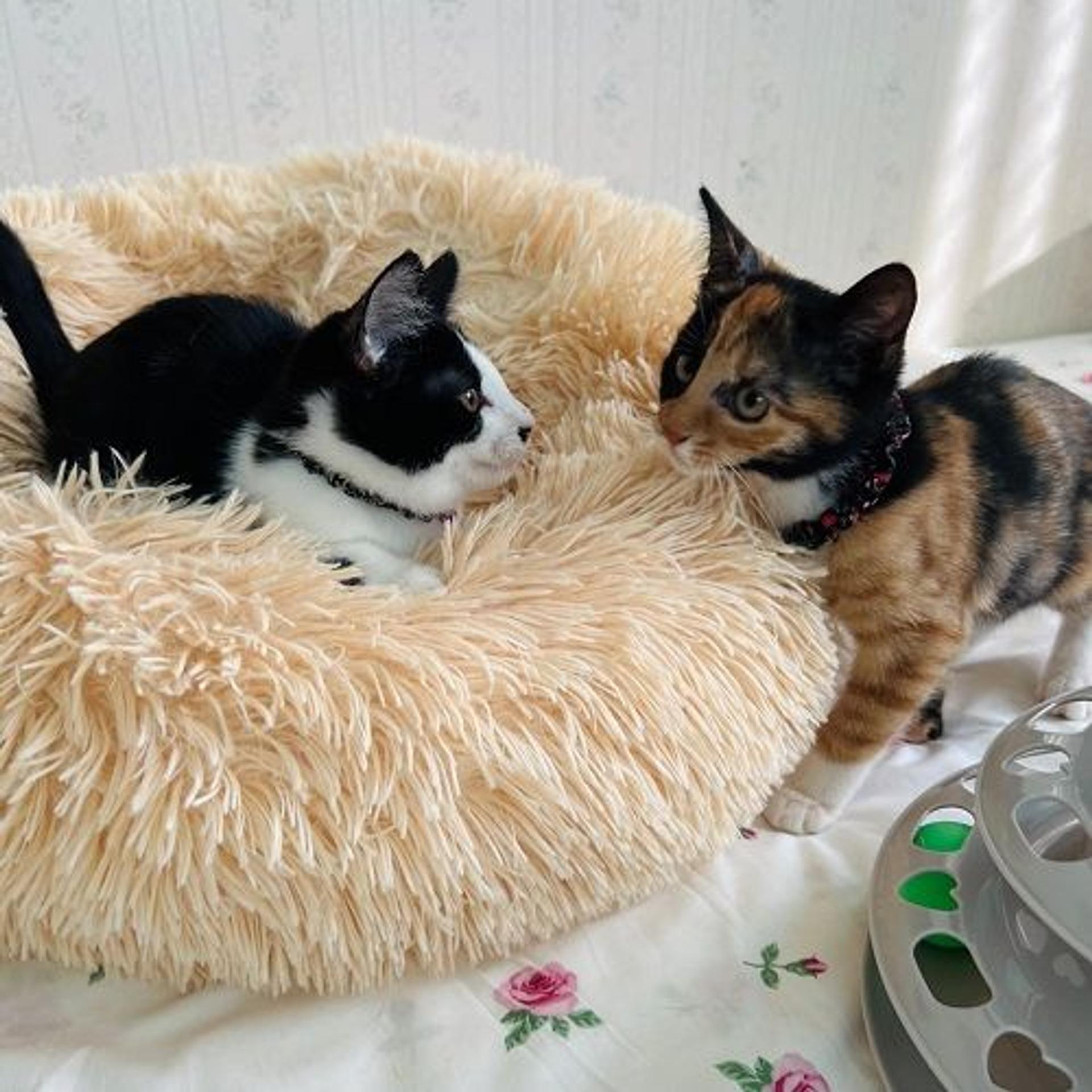pet-image-6