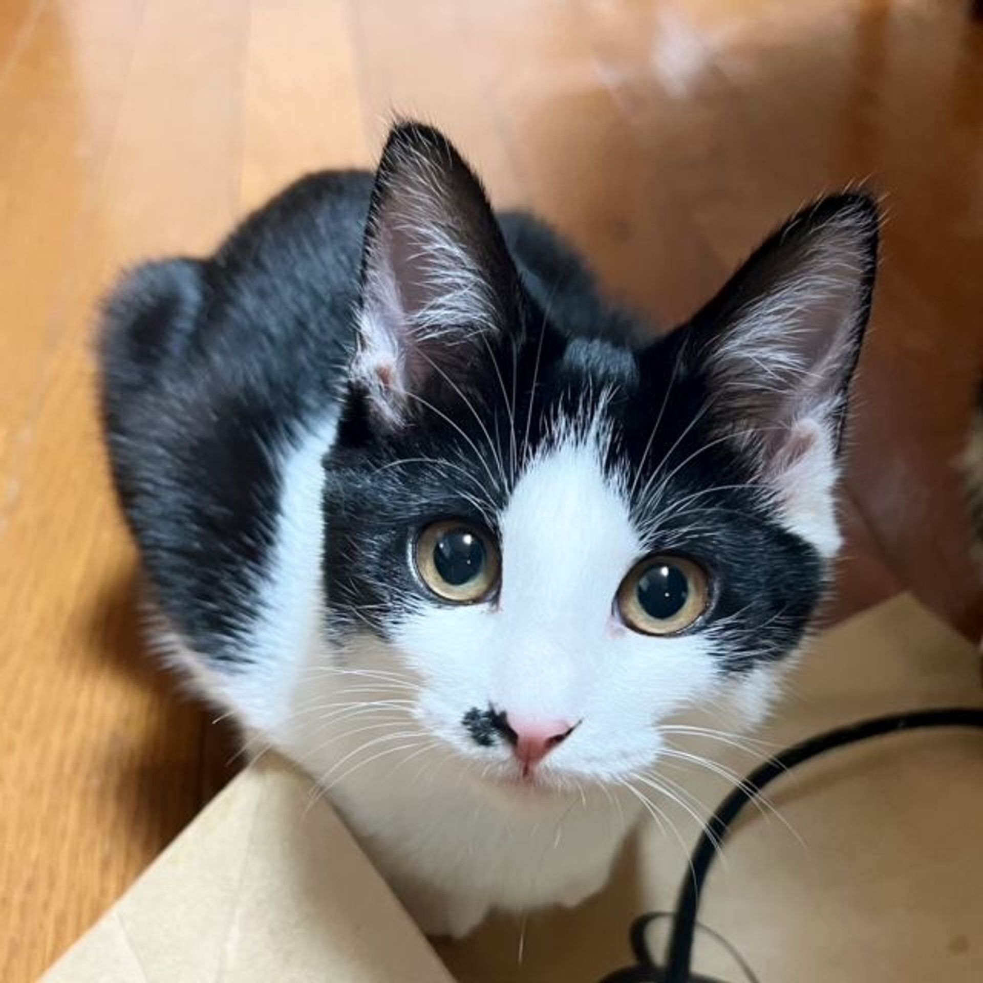 雑種（ミックス猫）・メスの里親募集の写真