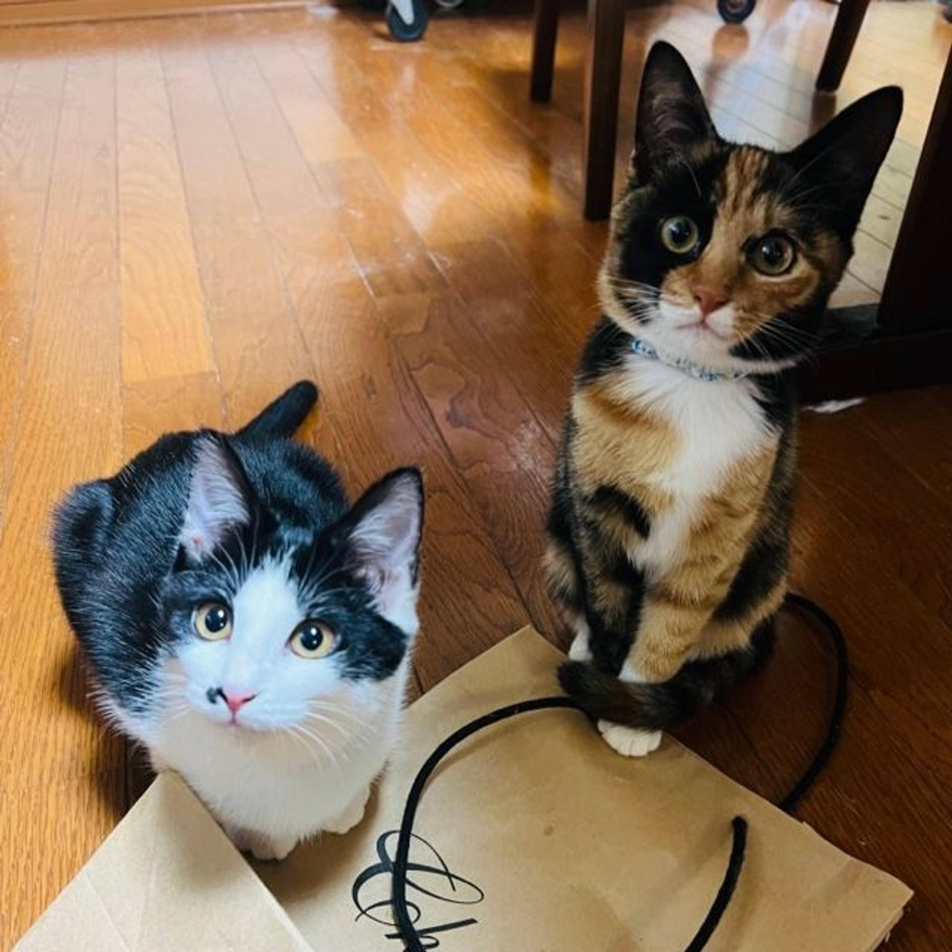 pet-image-3