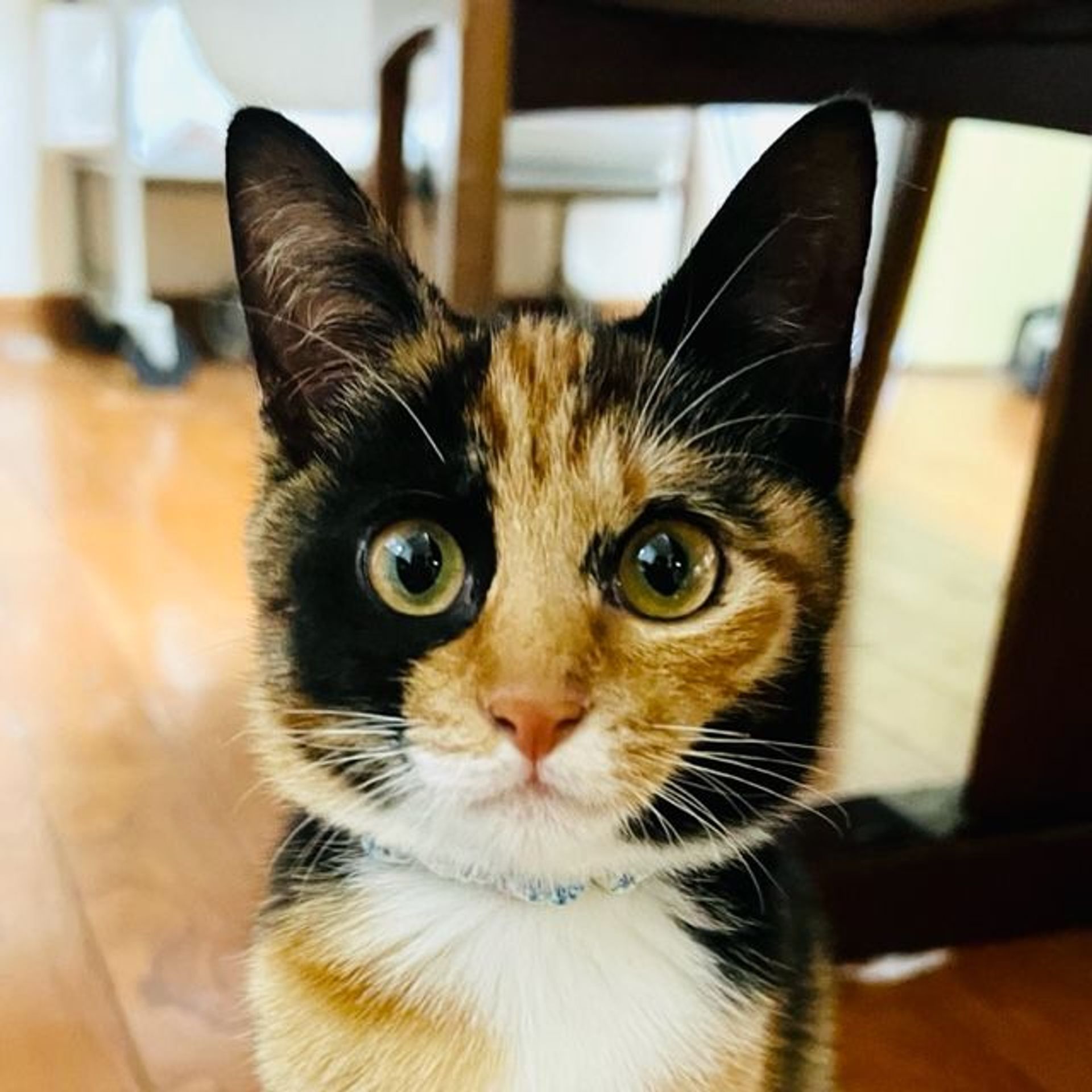 雑種（ミックス猫）・メスの里親募集の写真