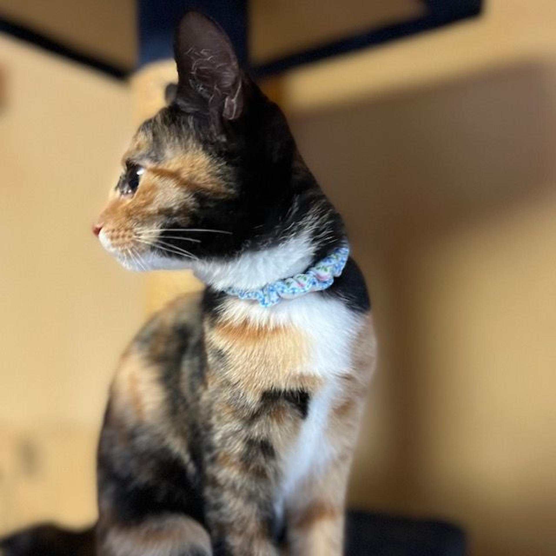 pet-image-4